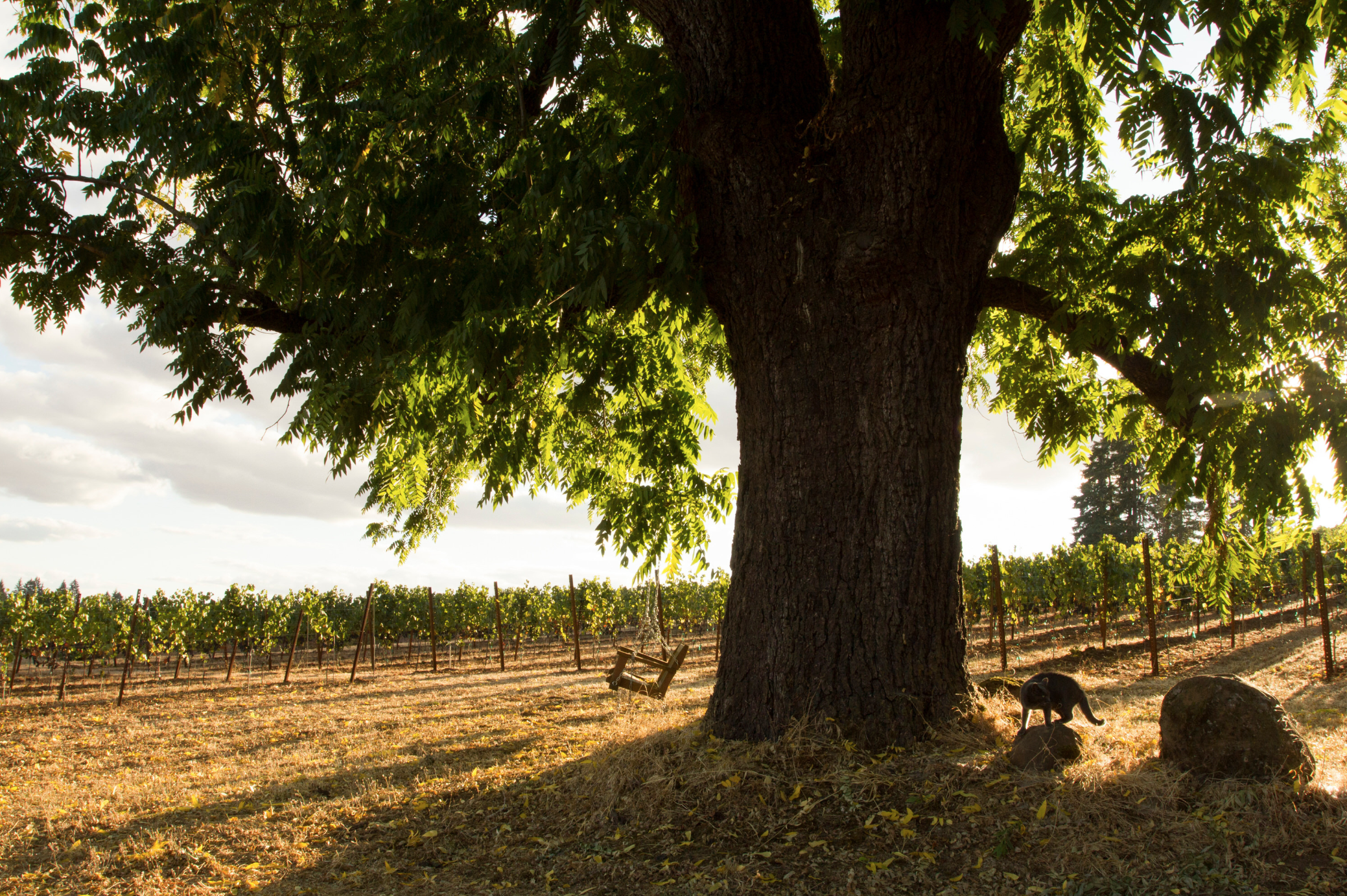 Screen Shot 2019-04-22 at 9.01.44 PM.png