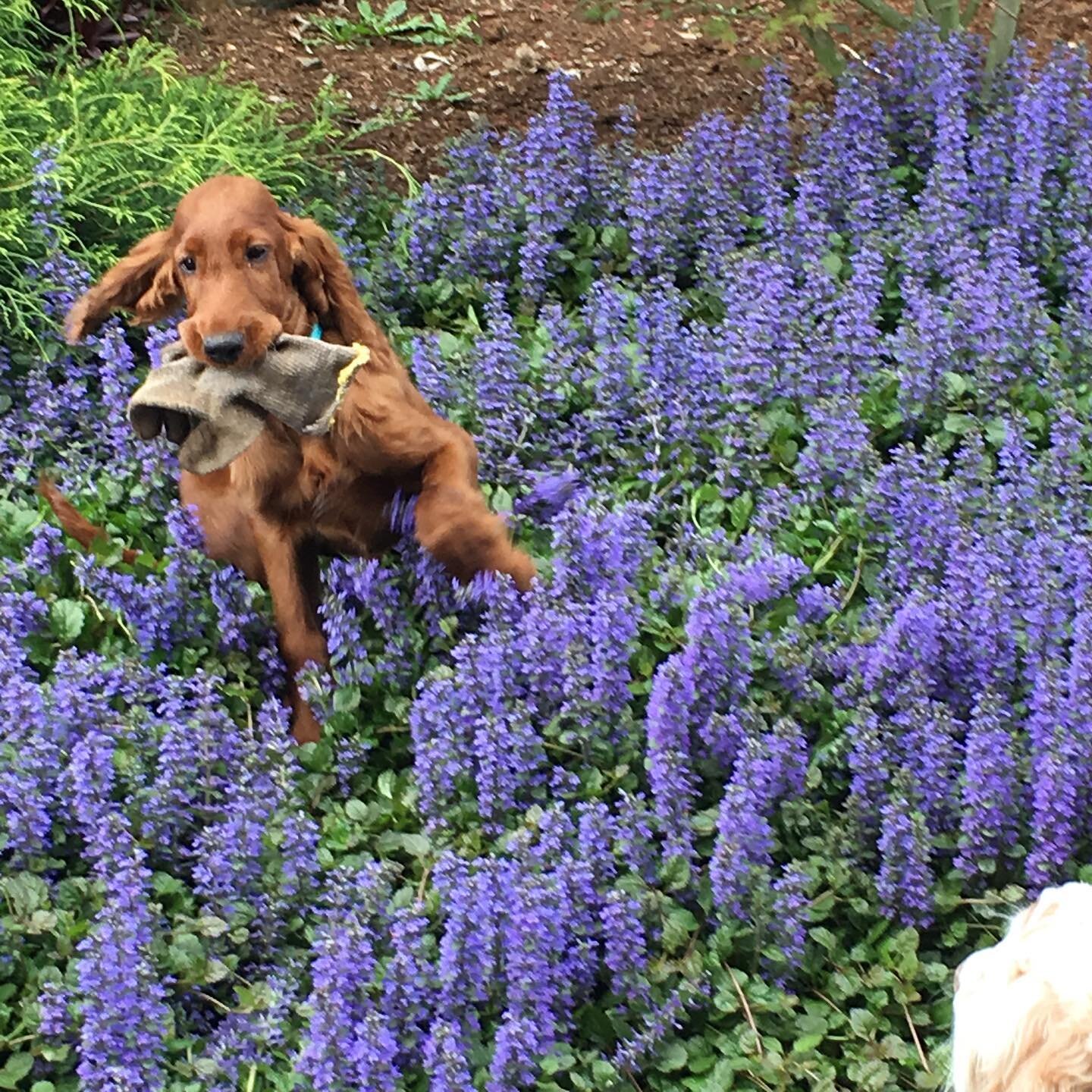 We are celebrating today with our own little Irish girl, Chloe.  She is now five but these puppy pictures capture her spirit!  #orwinedogs #vineyarddogs  #irishsetter