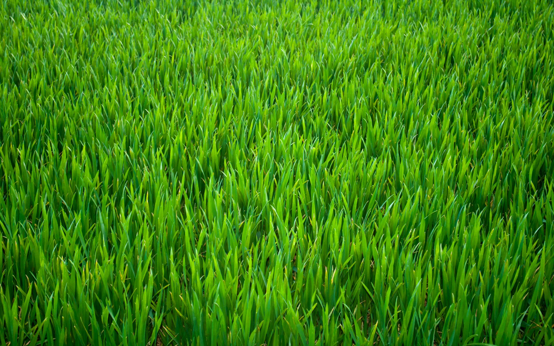 grass.jpg