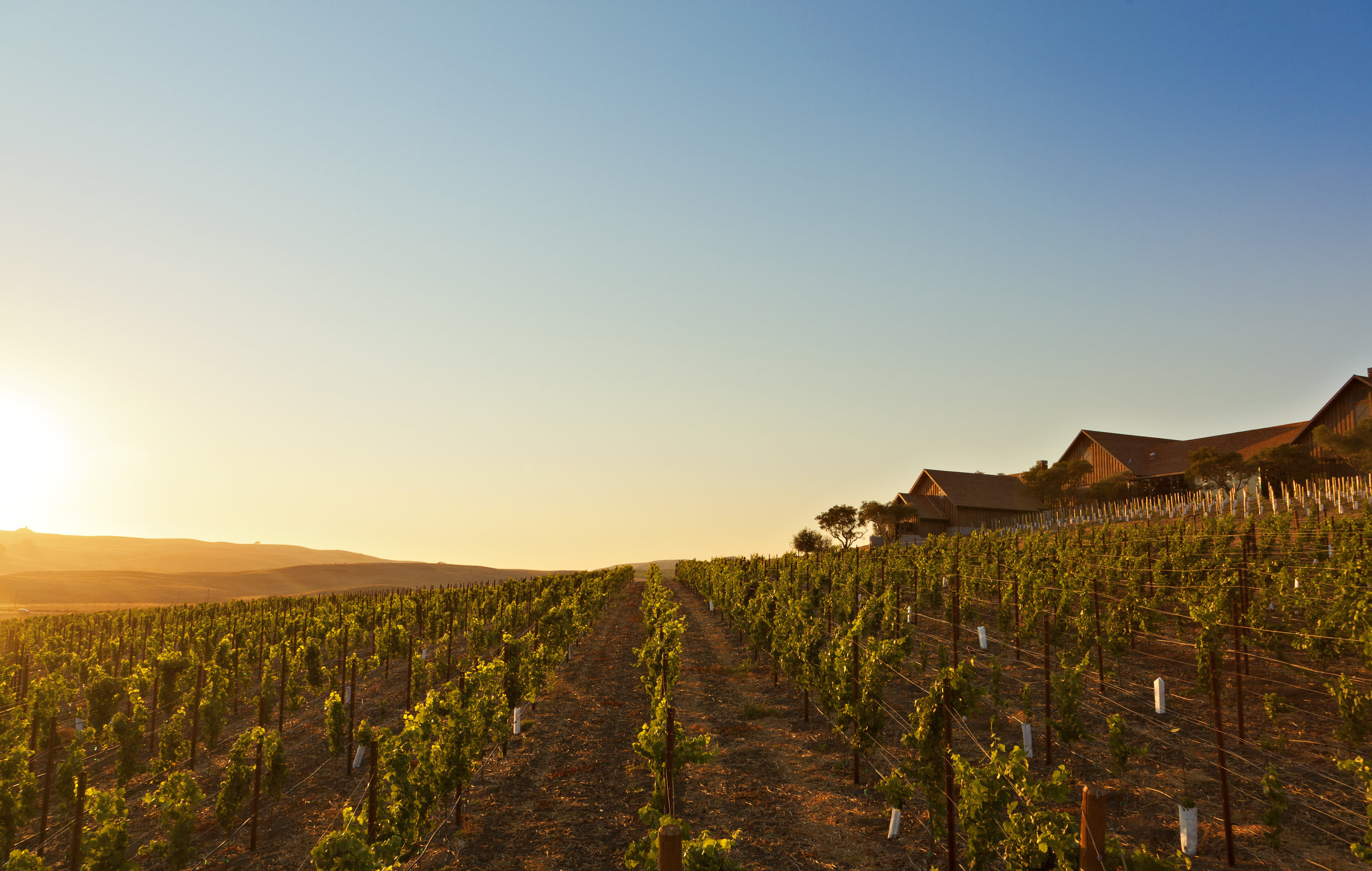 Vineyard at Sunset