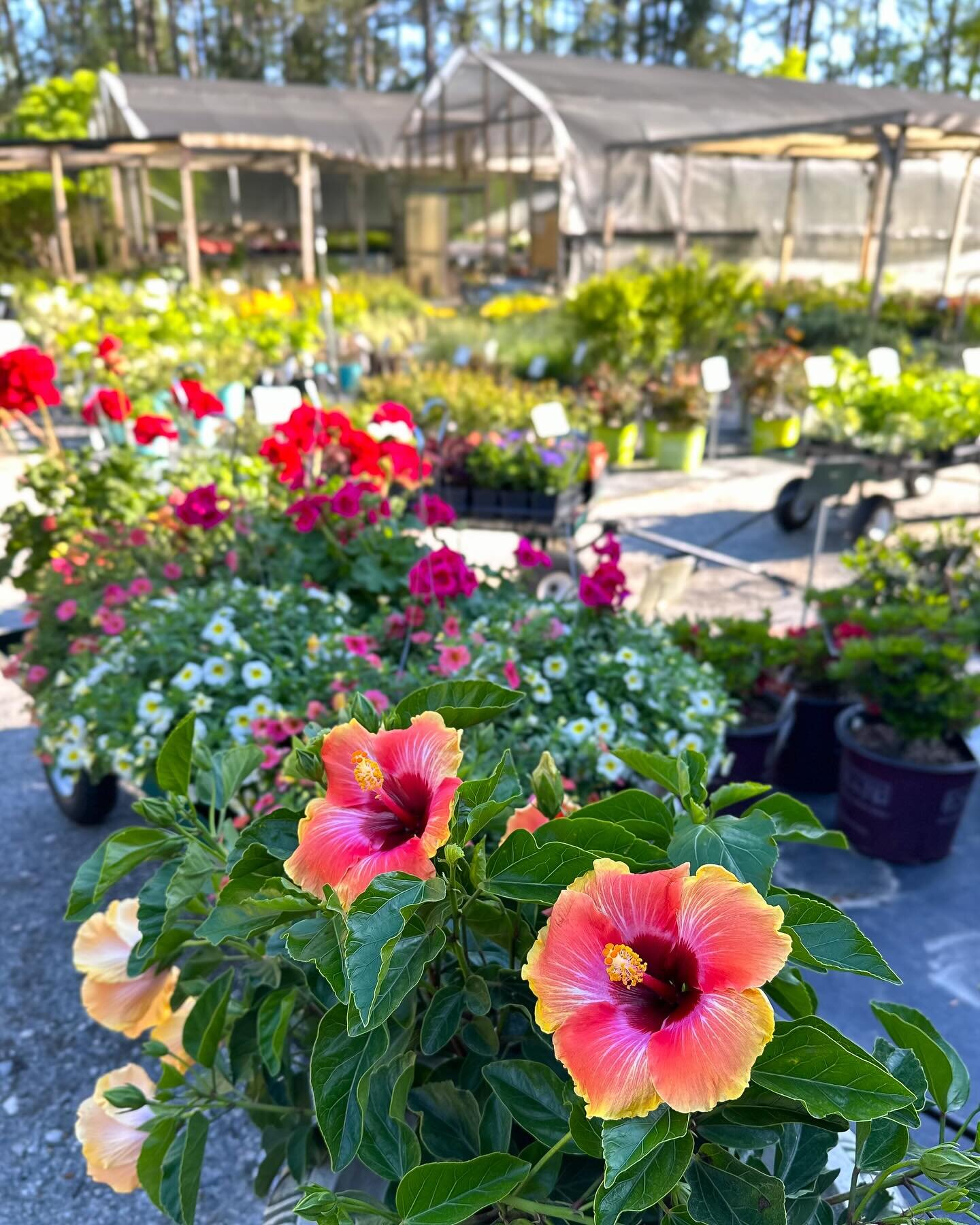 This weekend calls for some plant shopping 🛒🪴 ☀️

New tropicals are in! Come see us tomorrow-
 open 9am-4pm 🌸😍