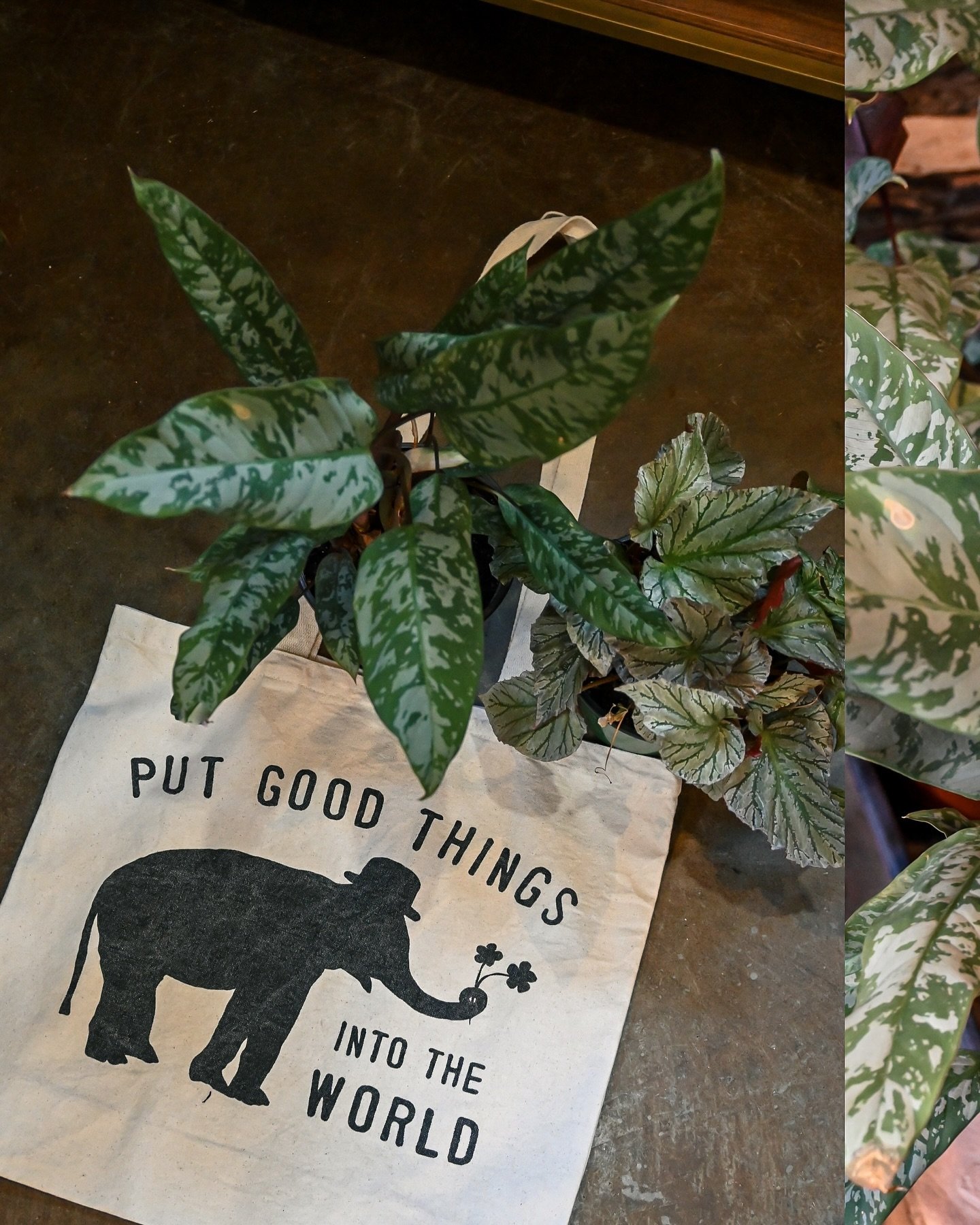 Christmas in July Sale!!! Tis this season to save! 40% off select items in store 🔥 🎅🏼 Less than two weeks left of these deals!!! 

Also&hellip; our greenhouse has many perennials and annuals marked 1/2 off right now 😉!!!
M-Sat- 9am-5pm