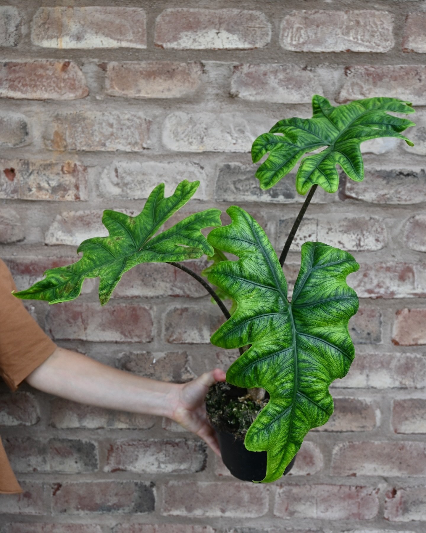 Fun New Plant Drop! 💫🪴😎❤️

1.Alocasia Jacklyn
2.Philodendron White Princess
3.Philodendron Silver Stripe
4.Snake Plant Robusta 
5.White Bird of Paradise 
6.Philodendron Swiss Cheese
7.Peperomia Stilt
8.Deer&rsquo;s Foot Fern
9.Philodendron Brasil