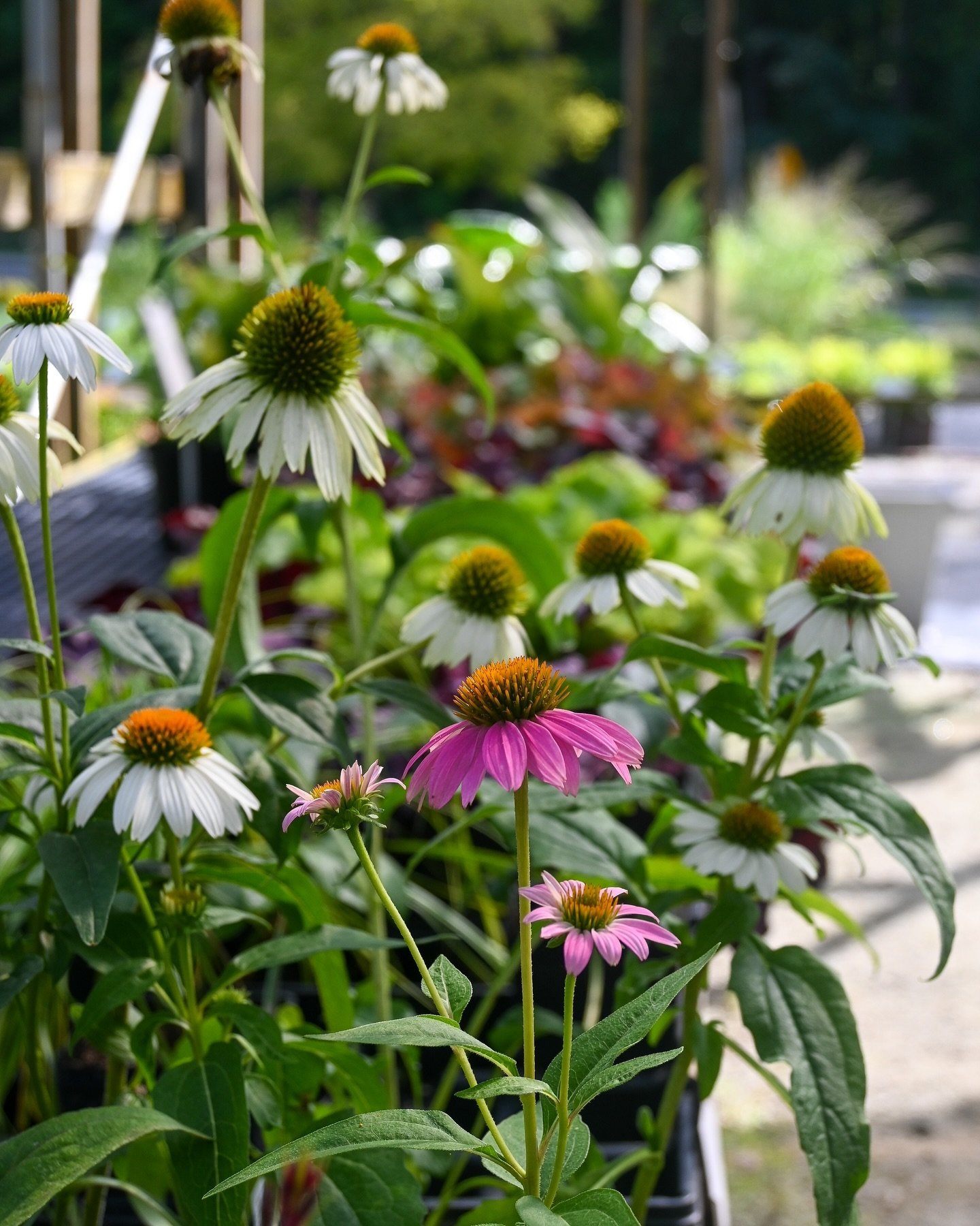 Happy August 🌸☀️!!! 

Friday Favorites in the greenhouse this week are coneflowers and tractor seat plants ❤️ 

A few facts: 
Coneflower (Echinacea) is native to prairies and open woodlands of North America.  The flower nectar feeds hummingbirds, be