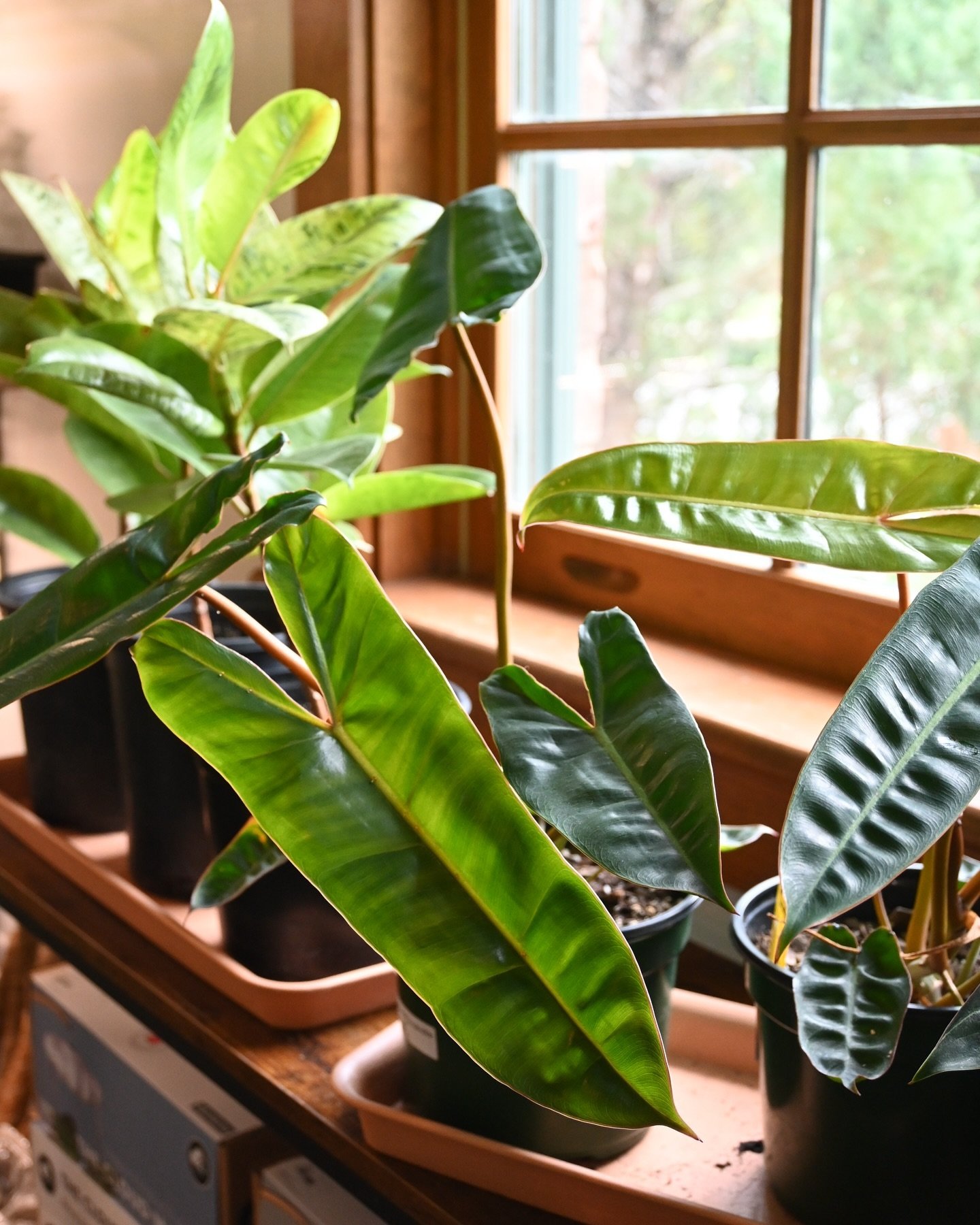 Rainy days call for plant shopping 🛍️🌿

Swipe to see our new @the.cloud.makers product in store 🌧️ Add some joy to your cloudy days with these cuties!