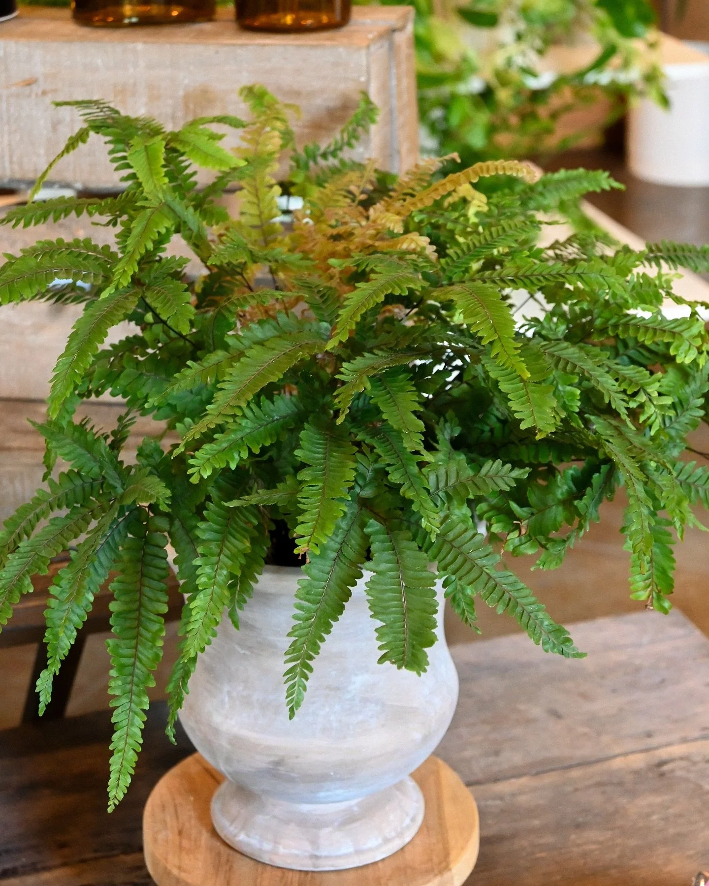 Gorgeous new houseplants just arrived🌱
Open 9am-5pm
Have a great week!!