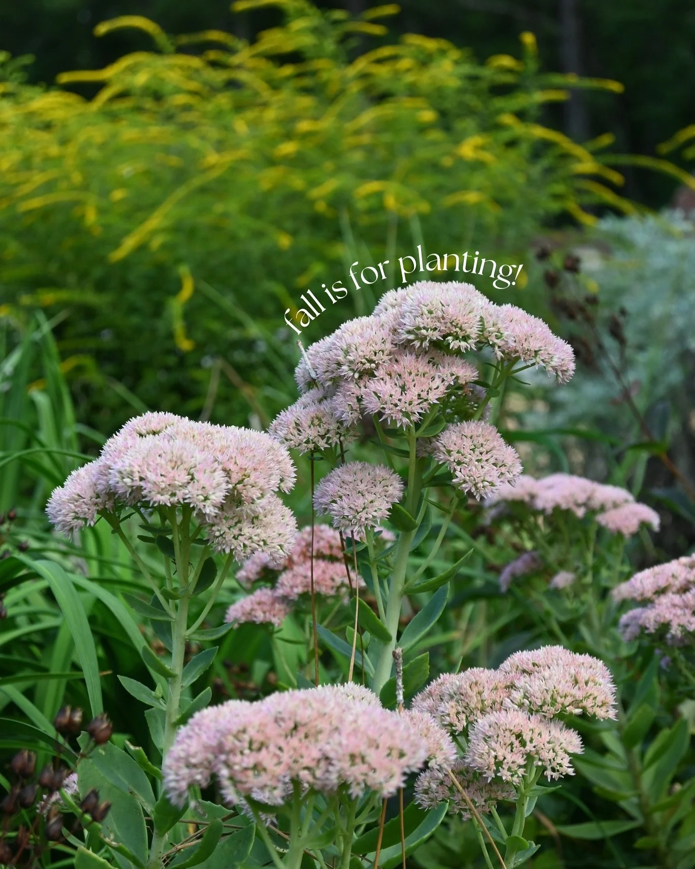 Fall is for planting 🌱🪏
Pretty perennials in stock + more to come 
Open 9am-5pm Monday-Saturday