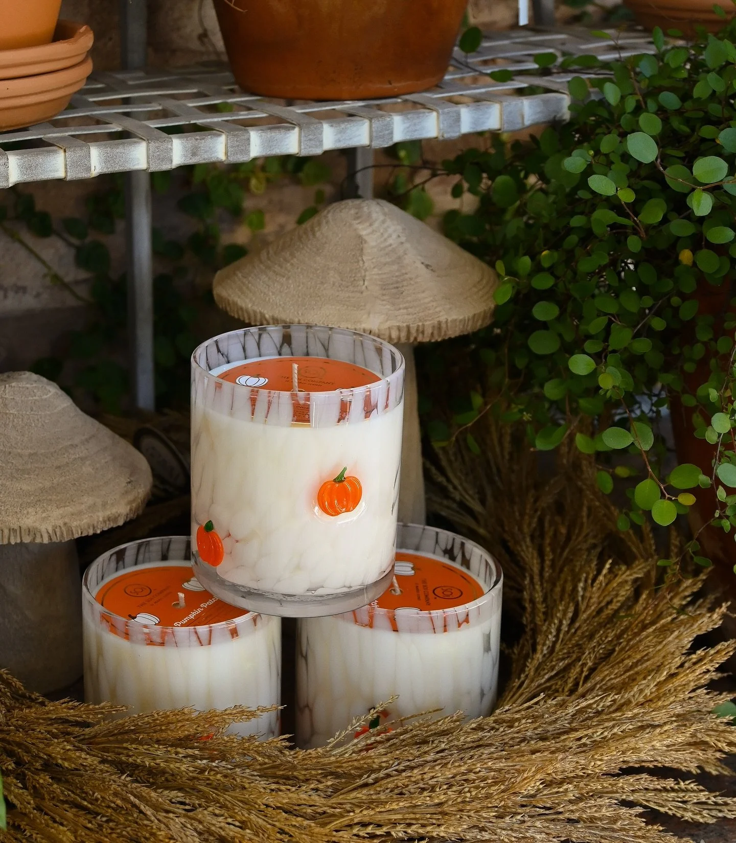 Get in the fall spirit with these new pumpkin candles 😍🍂🍁

Upcoming Events: 
&bull;This Saturday - flower arrangements @mainnmaxwell during the Uptown Fall Kickoff 
&bull;Next Friday &amp; Saturday - Wyatt Farms Fall Kickoff 
&bull;Saturday (20th 