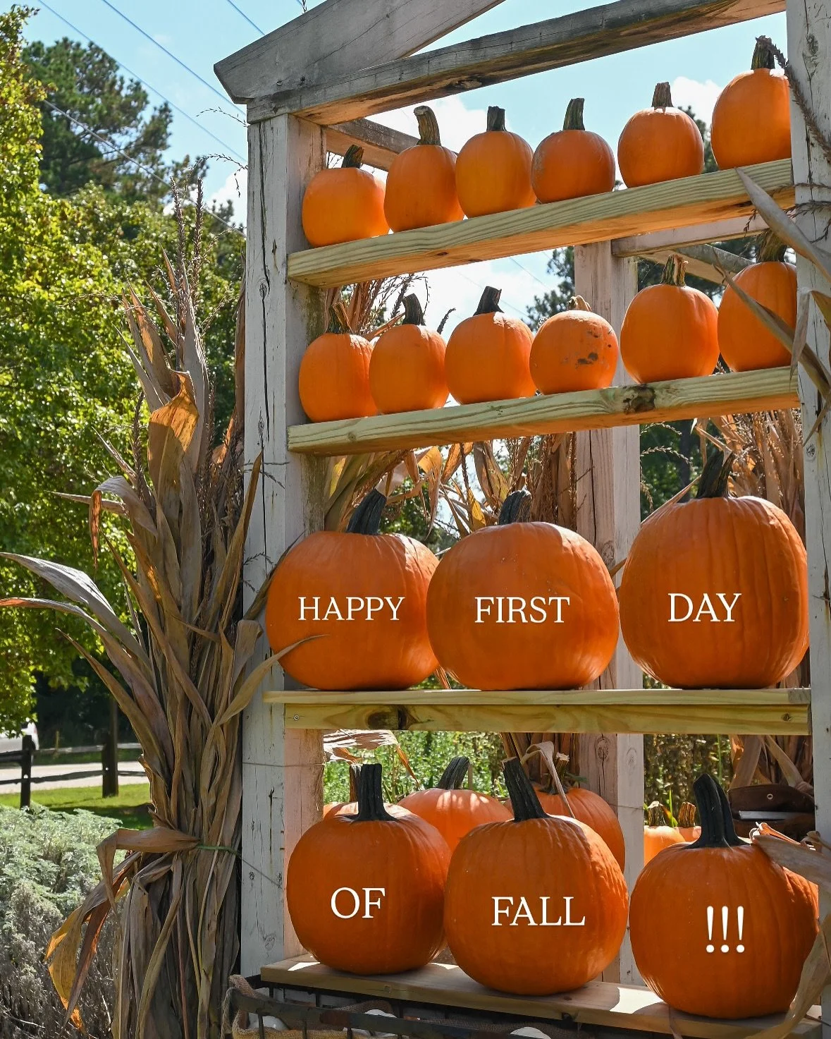 Happy Official First Day of Fall!!! 🍂🍁
Shop with us for all your fall annuals, pumpkins, perennials, shrubs and moreee!!!

M-Sat: 9am-5pm