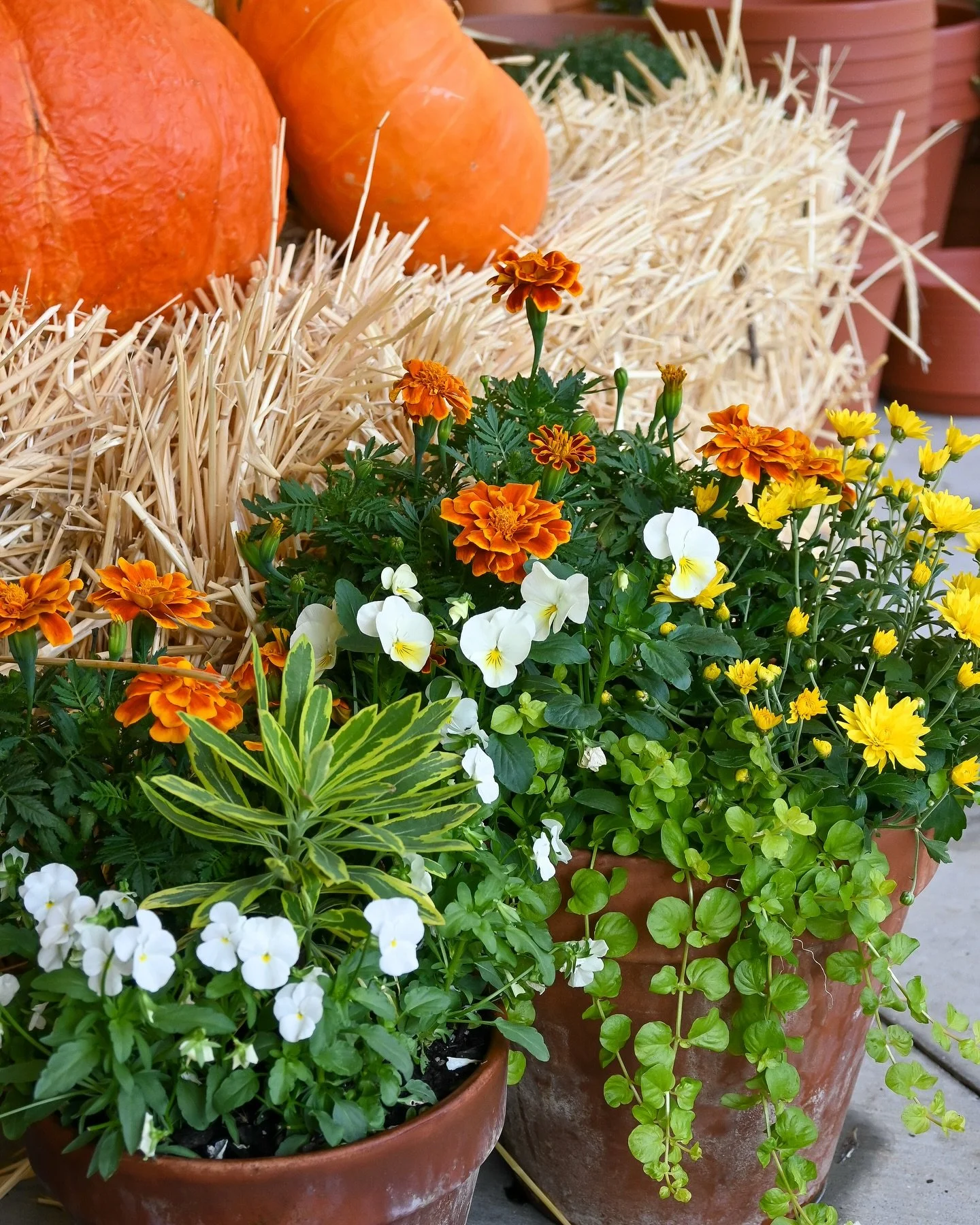 It&rsquo;s time for a fall planter refresh 👏❤️😍🍂
Let us help you get your porch ready for all the fall vibes - bring your planters in and we will plant them for you 🌿

Open 9am-5pm Monday-Saturday