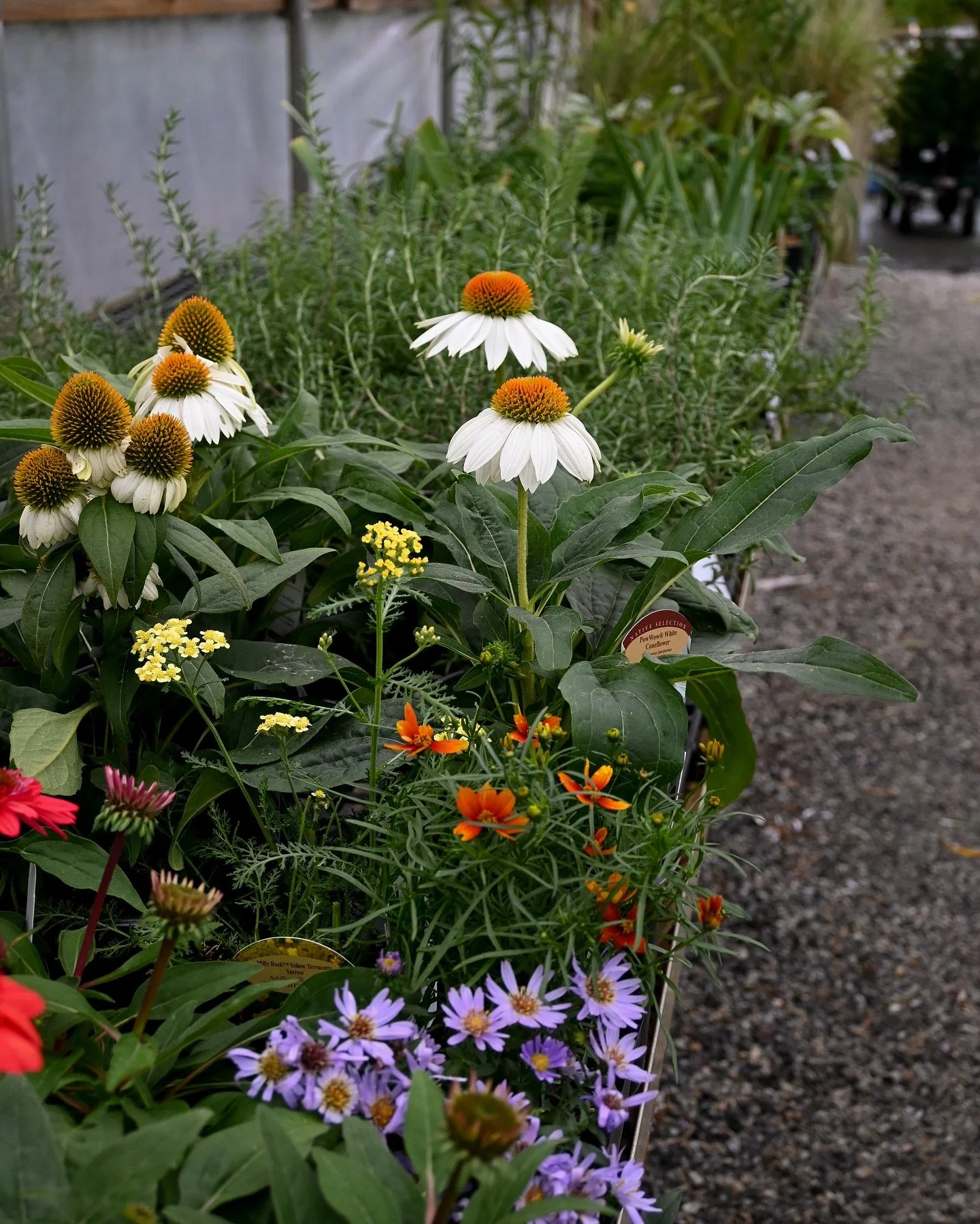 October is for planting! Plant perennials and shrubs now to have gorgeous blooms by spring🌟🌱🌼

Cooler temps make it a great opportunity for plants to focus on establishing their root system! Open Monday-Saturday :9am-5pm