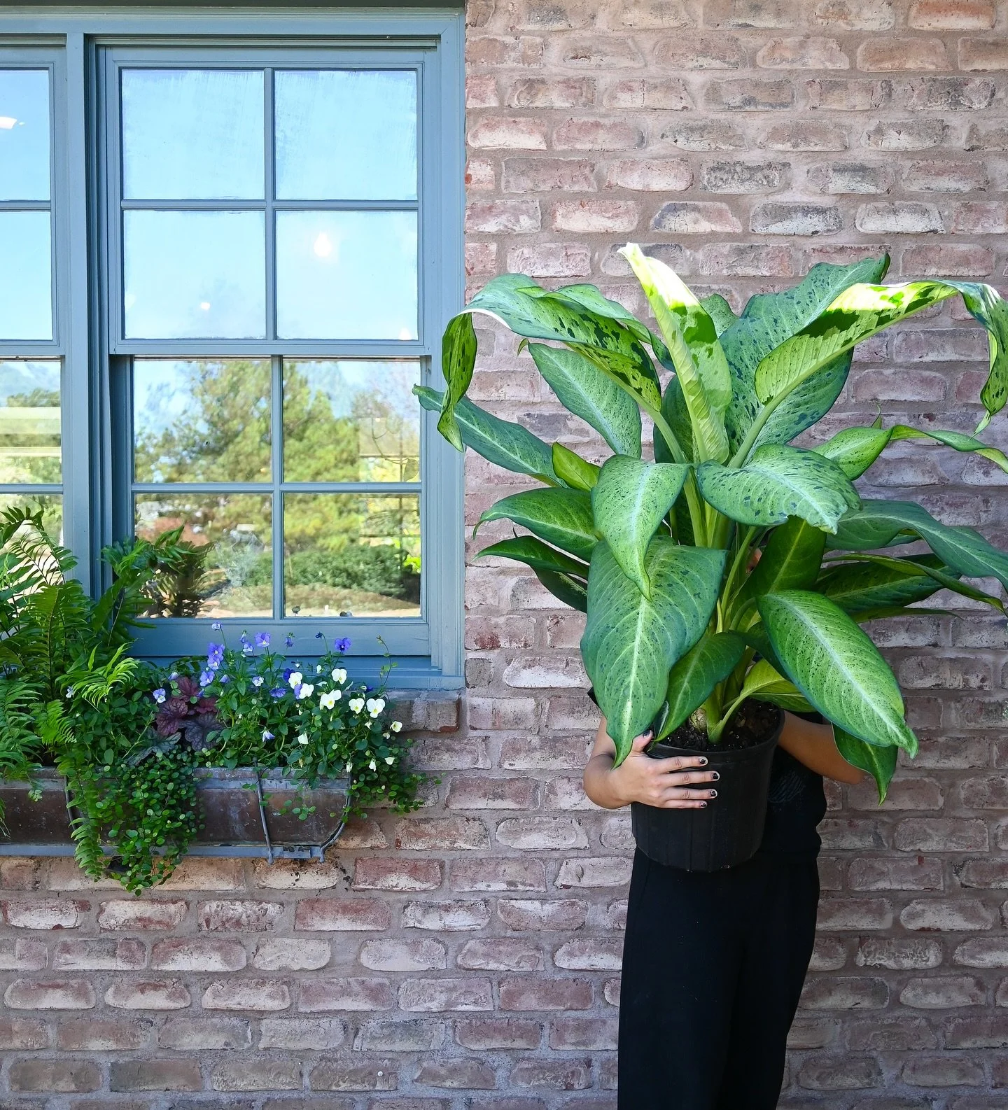 New tropicals 🌿 
Cooler temperatures are here so that means it&rsquo;s time to bring in any houseplants that are sensitive to the cold! 
Open 9am-5pm 

ALSO ALL MUMS 30% OFF this week!!!