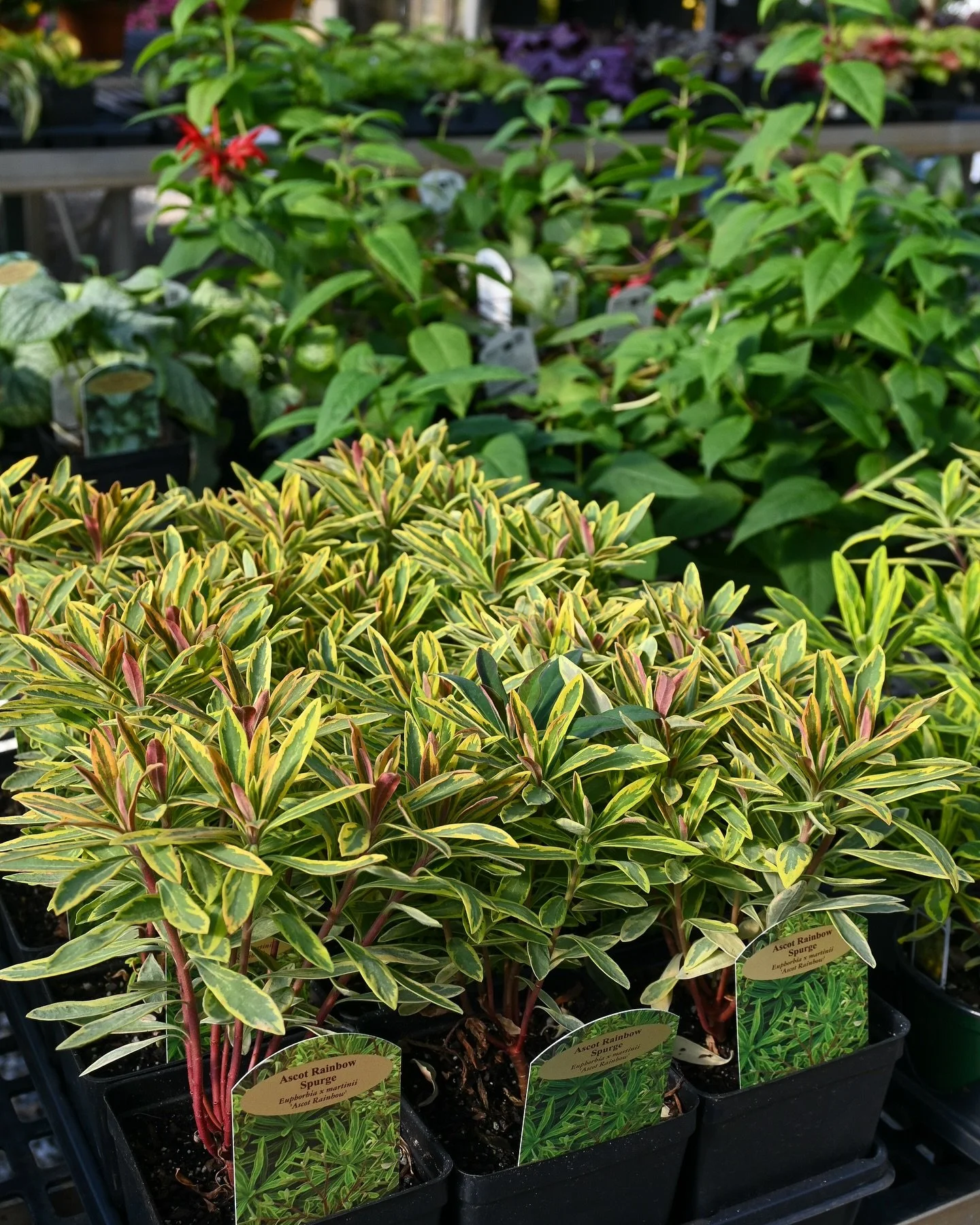 The season to plant 🌱 

New perennials, shrubs &amp; annuals are here 
Open 9am-5pm