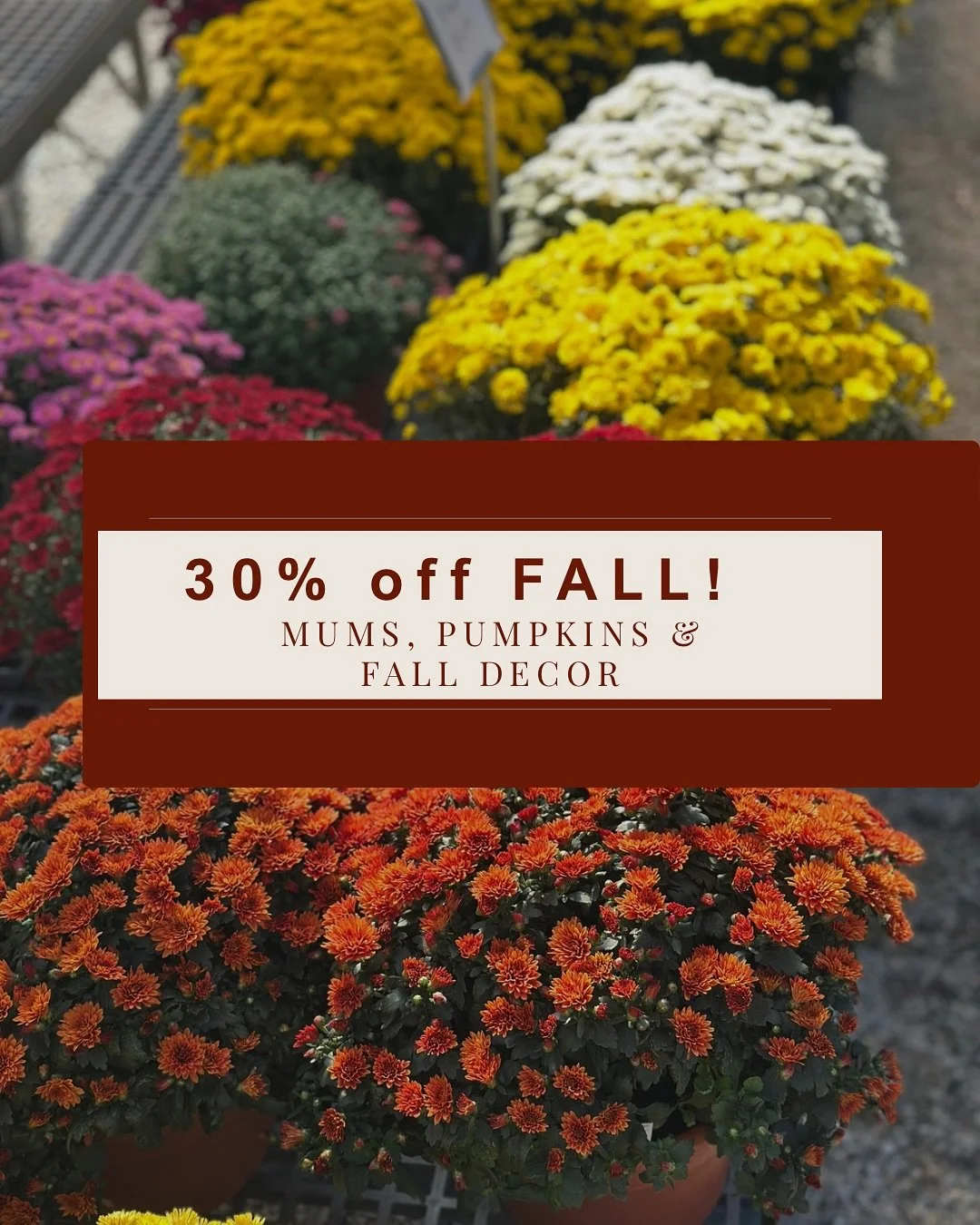 Halloween is this FRIDAY! Needing any last minute fall decor? Mums, Pumpkins &amp; Fall items are NOW 30% off!! Open 9am-5pm Monday-Saturday 👻🎃