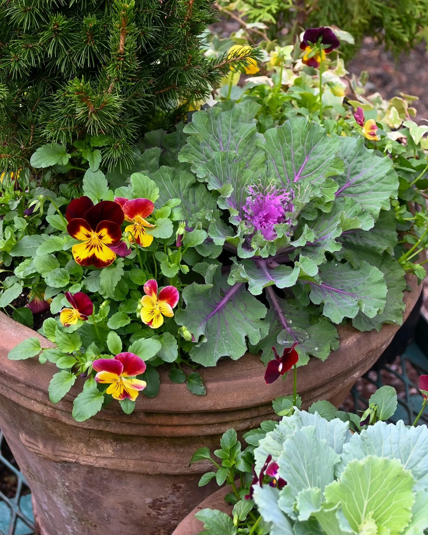Add some color to the fall season ✨
Let us plant your pots for you! 
Open 9am-5pm