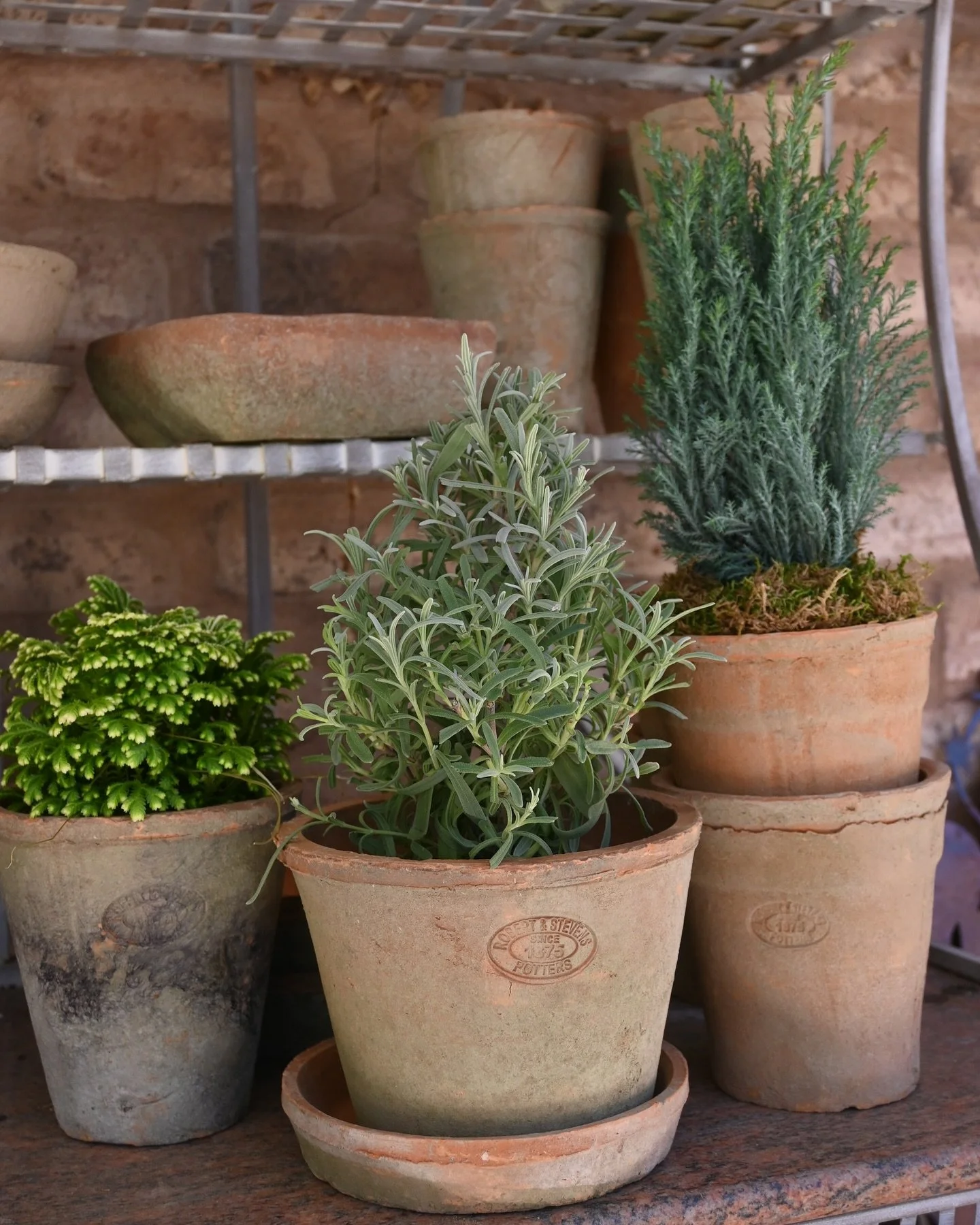 Gorgeous aged terracotta pots &amp; seasonal plants are here✨🎁

Upcoming events in November - 
🎄Black Friday - discounts ✅ Nov. 28th

🎄Small Business Saturday!!! 
Nov.29th - 
9am-5pm - @charminggourmetsticksllc pop up event from 11am-5pm - hot coc