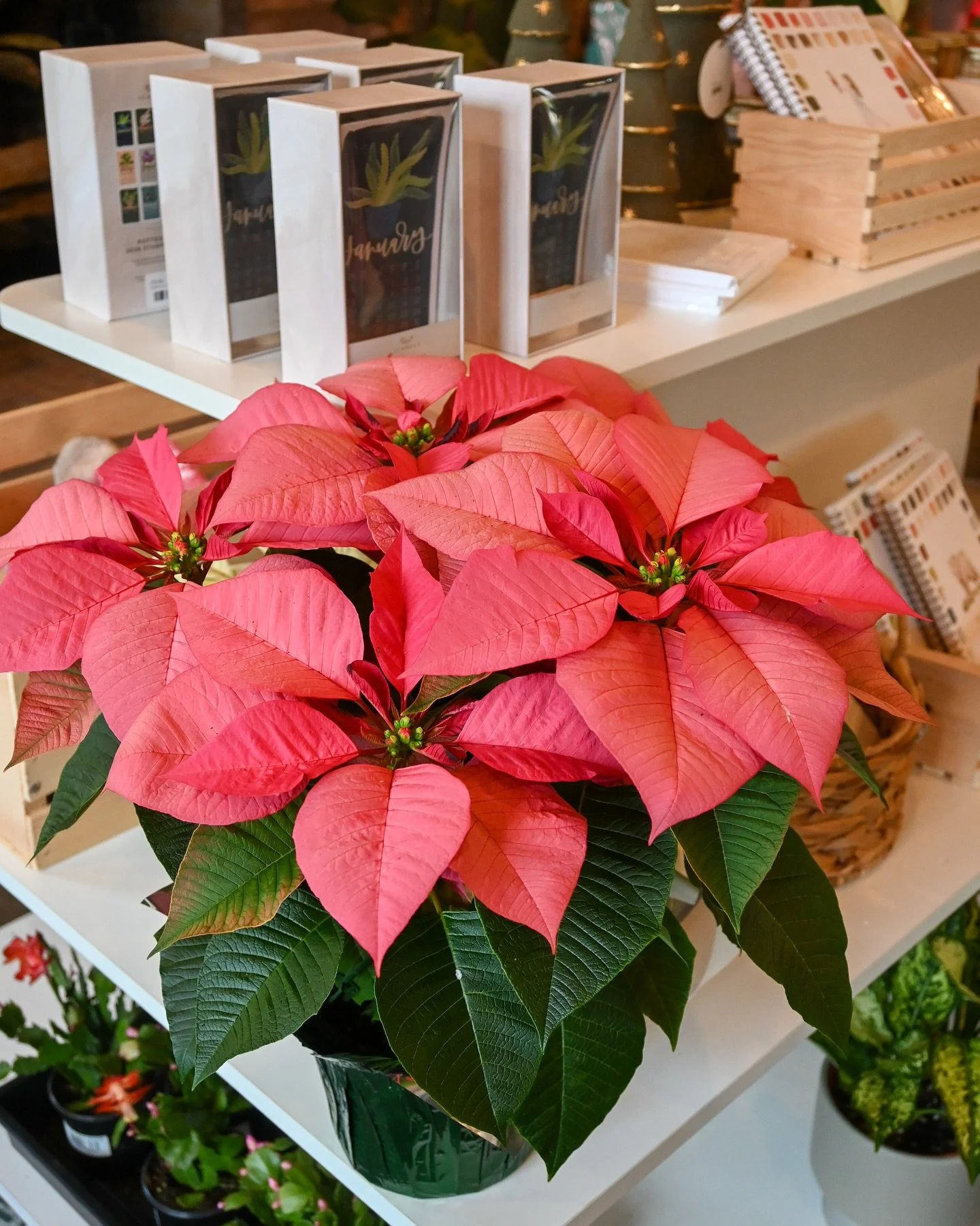 In need of a last minute hostess gift for tomorrow!? We are open until five today! 🦃❤️✨

CLOSED tomorrow for Thanksgiving 
Friday - Open Black Friday 20% off purchase 
Saturday- SMALL BUSINESS SATURDAY 9am-5pm - 20% off - hot cocoa bar - 
@charmingg