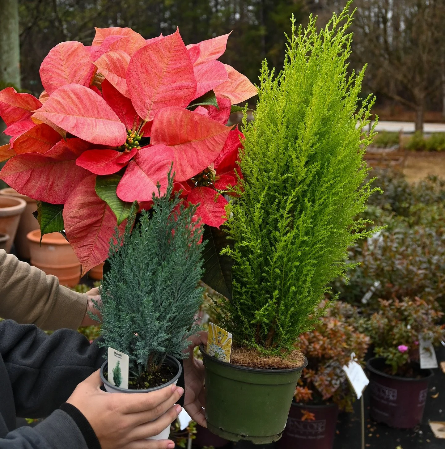 New Seasonal Favorites Are Here! 🥳🎄

Wreath bar continues tomorrow from 9am-5pm! DIY your own wreath! We are here to help🤝
Also&hellip;
We now have garland &amp; live wreaths + taking live wreath orders 🎅🏼🎄 
Have a wonderful weekend ;)