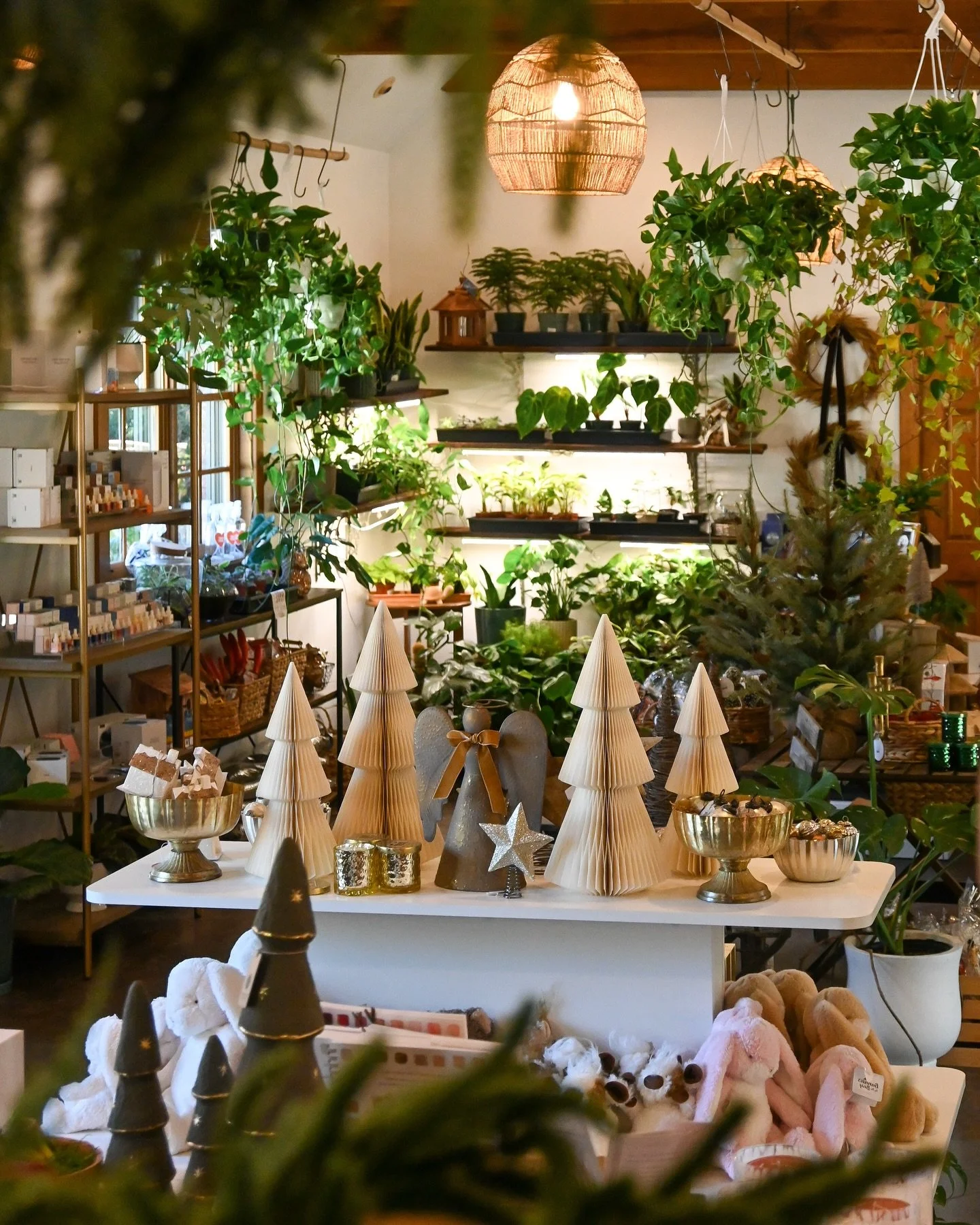 GIFTS FOR ALL 🎁🎄🎅🏼
From live plants to candles we have what you need for gifts! Open Monday-Friday 9am-5pm 

This Week- 
Thursday - Holiday Plant Pop-Up @mainnmaxwell from 5pm - 8pm during the Uptown Sip &amp; Shop!🎊🎁

Thursday, Friday &amp; Sa