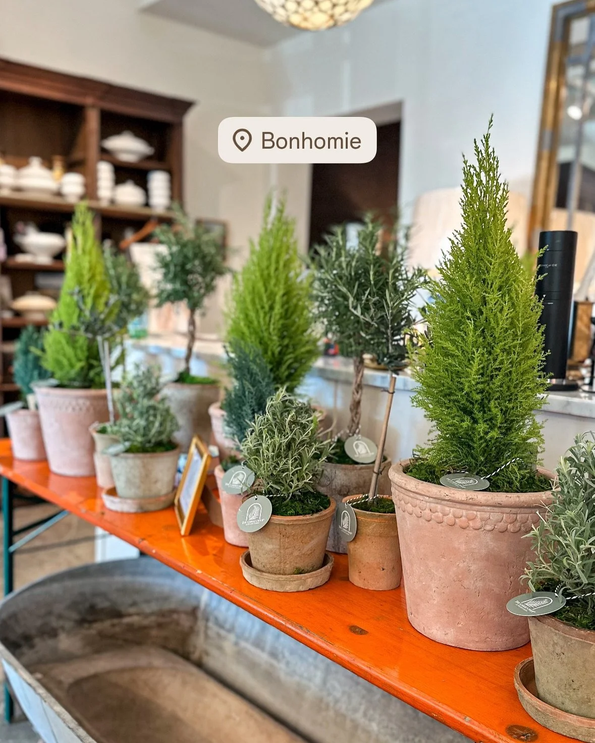 Pop-Up Time ‼️🎁🎄

BONHOMIE -
Today through Saturday - Topiary Plant Pop-Up @bonhomie_us during their normal business hours !!! ✨

MAIN &amp; MAXWELL -
Today from 5pm-8pm - Holiday Plant Pop-Up @mainnmaxwell during the Uptown Sip n&rsquo; Shop ✨