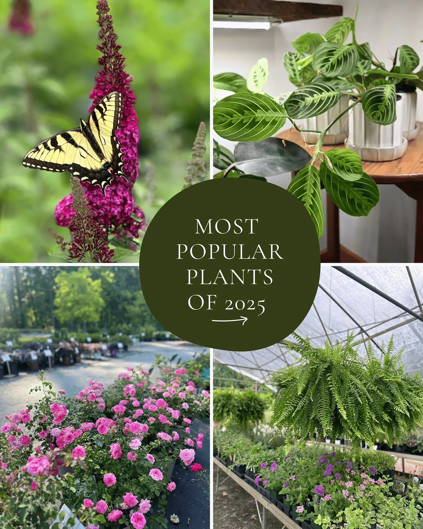 What plants were most popular this past year ➡️❤️➡️❤️➡️

Shrubs - 
1. Encore Azalea 
2.Abelia 
3.Hydrangea
4.Loropetalum 
5.Holly

Houseplants - 
1.Terrarium Plants
2.Ferns 
3.Afrian Violet
4.Pothos 
5.Prayer Plant 

What&rsquo;s your favorite plant!