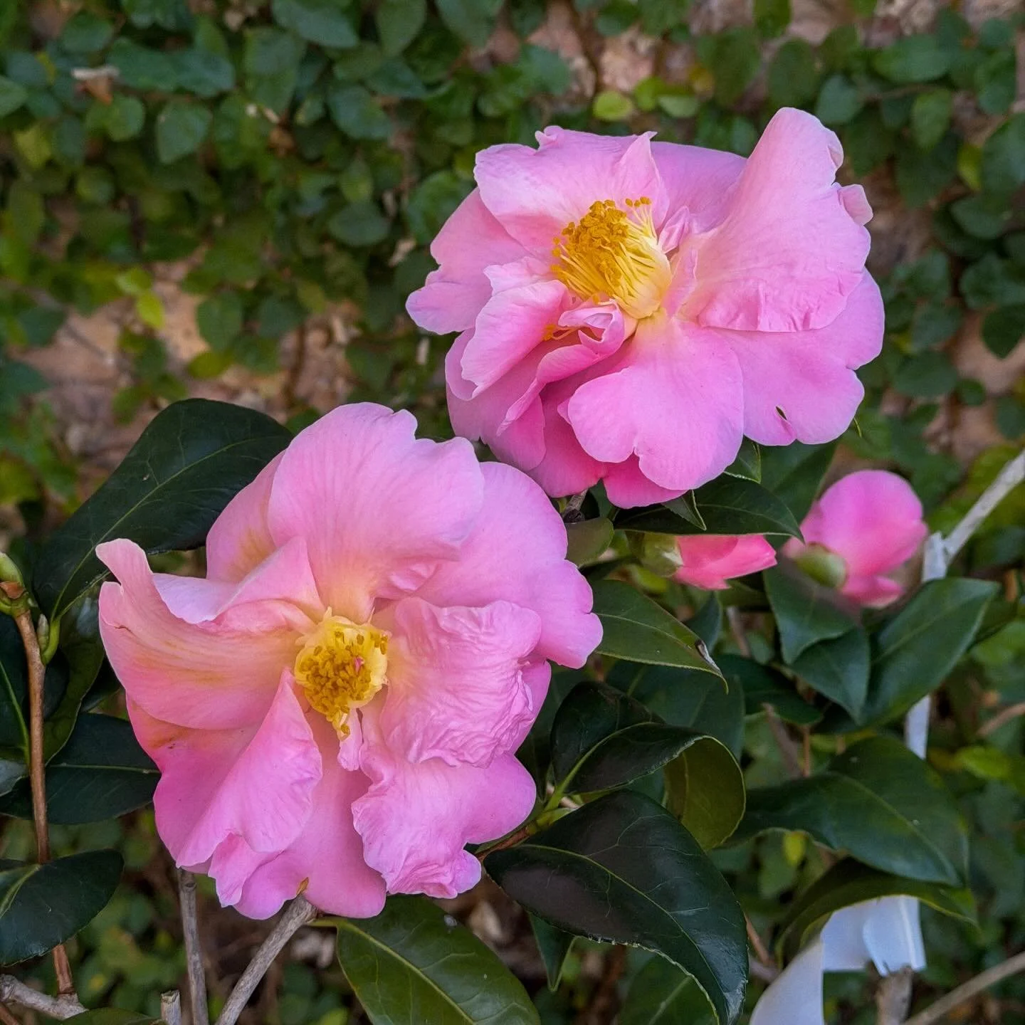 Beautiful winter blooms during these cold months 🌸