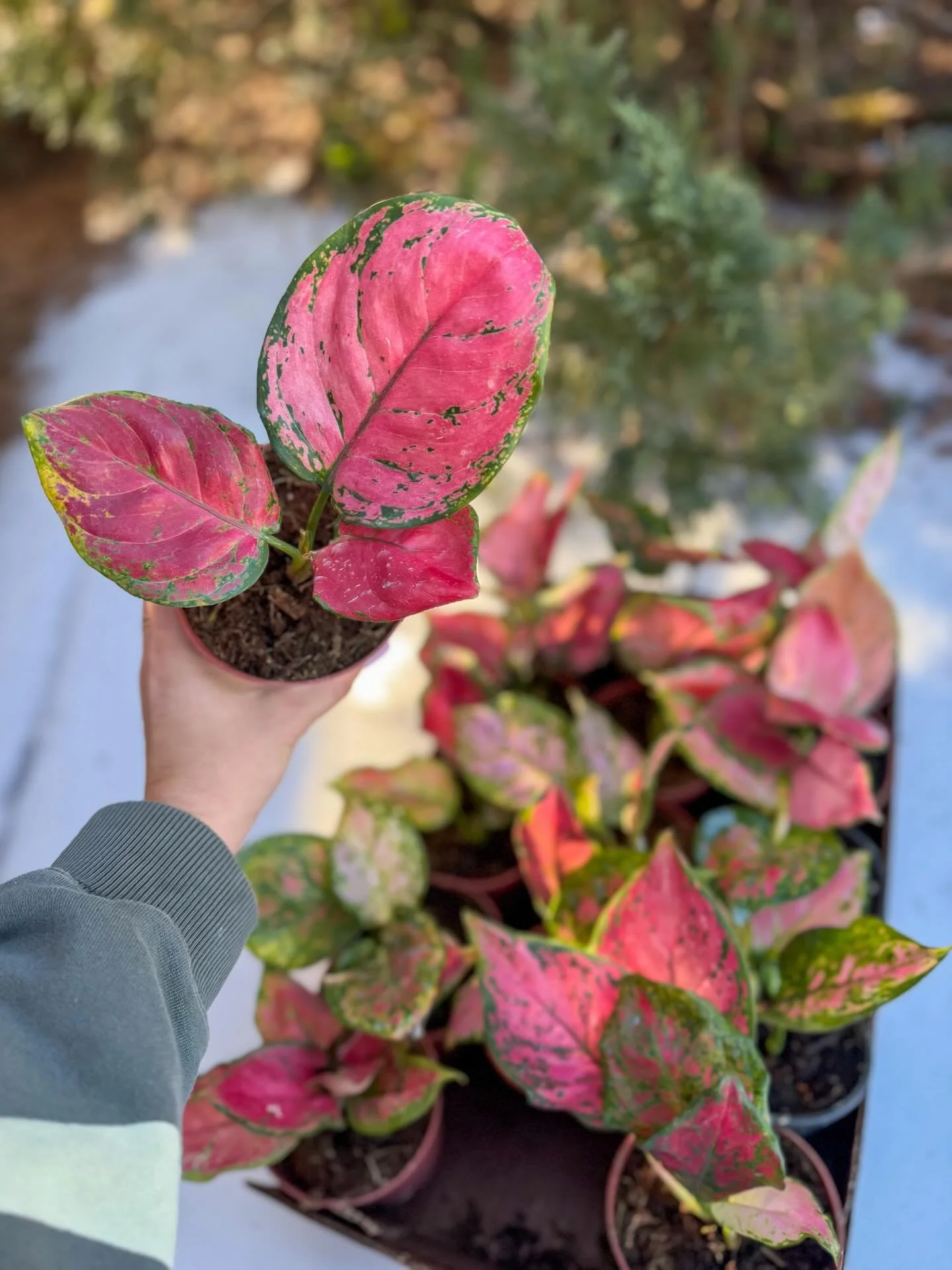 Winter blues OUT. New plants IN.
Need a little pick up me ? Check out these new mood boosting houseplants 😍👏❄️

Open 9am-5pm Monday - Saturday