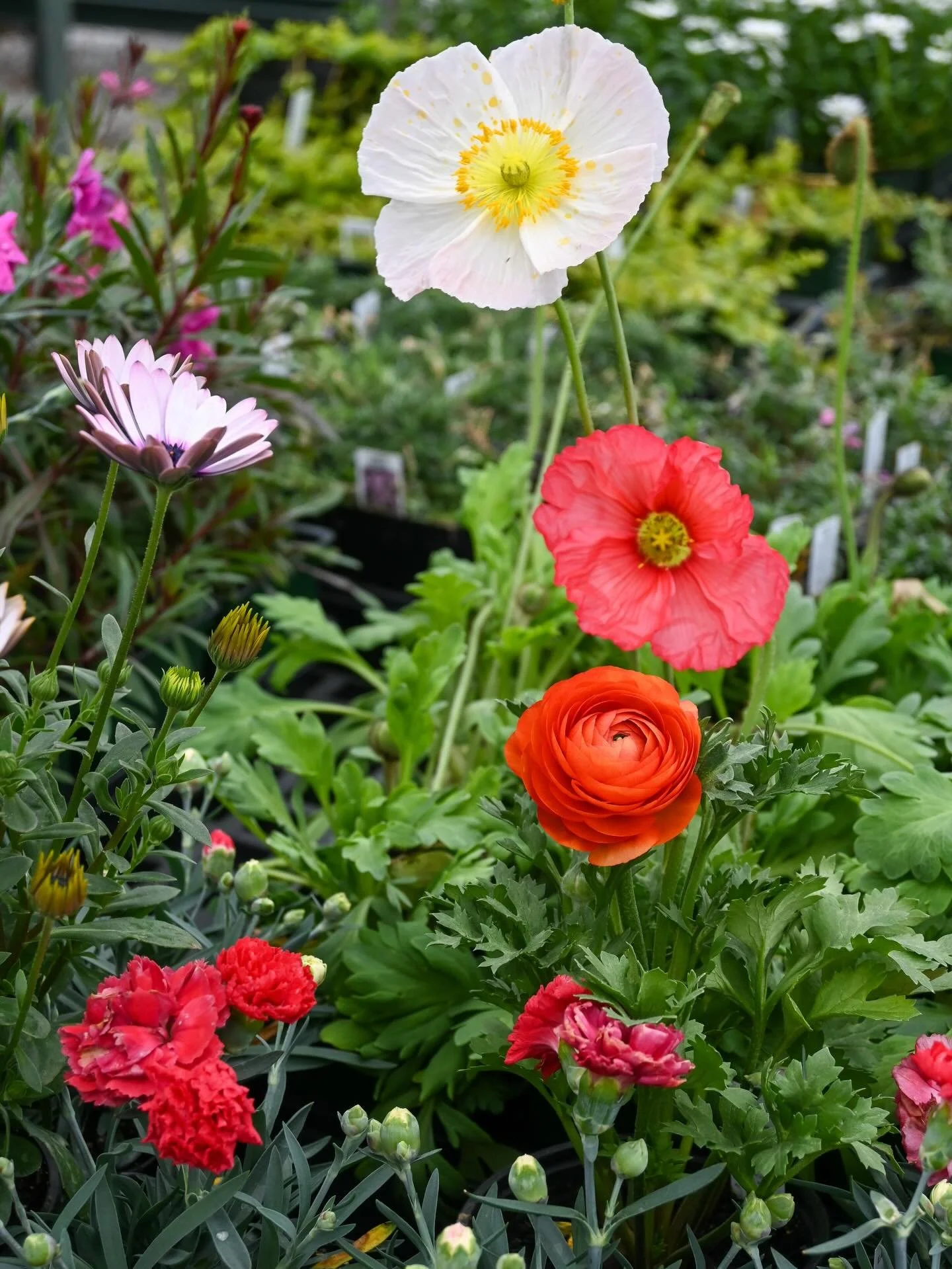 Have you taken a look at the weather this week and next 🙌  It&rsquo;s going to be BEAUTIFUL out!! 
New annuals, perennials &amp; shrubs to get you in the spring mood ✅ + Fresh Tulip bundles available all week!! 

Hours- Monday-Saturday 9am-5pm
