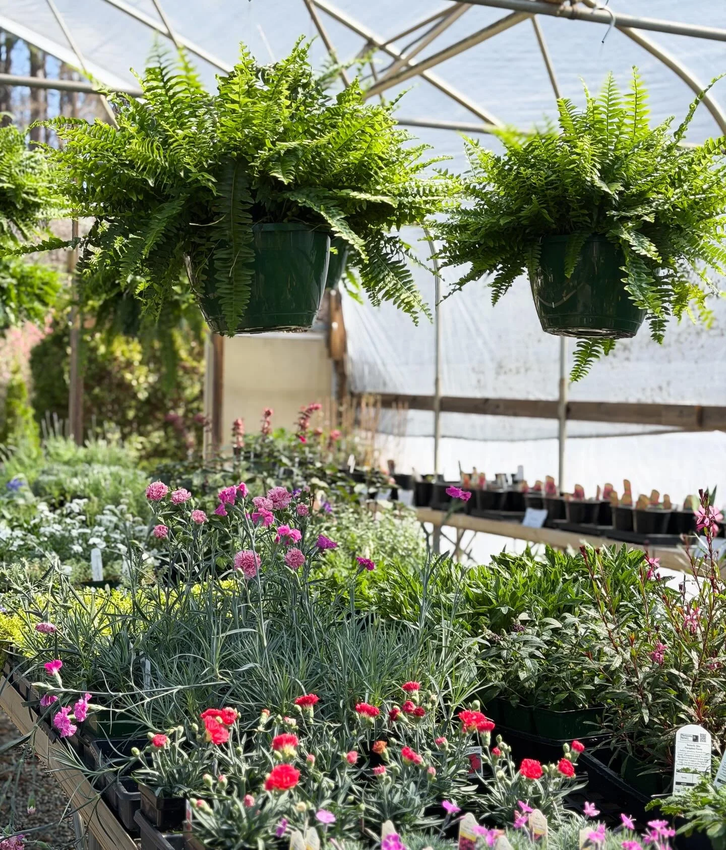 Spring has sprung here at Wyatt Farms ✨💐
New arrivals weekly 🤩