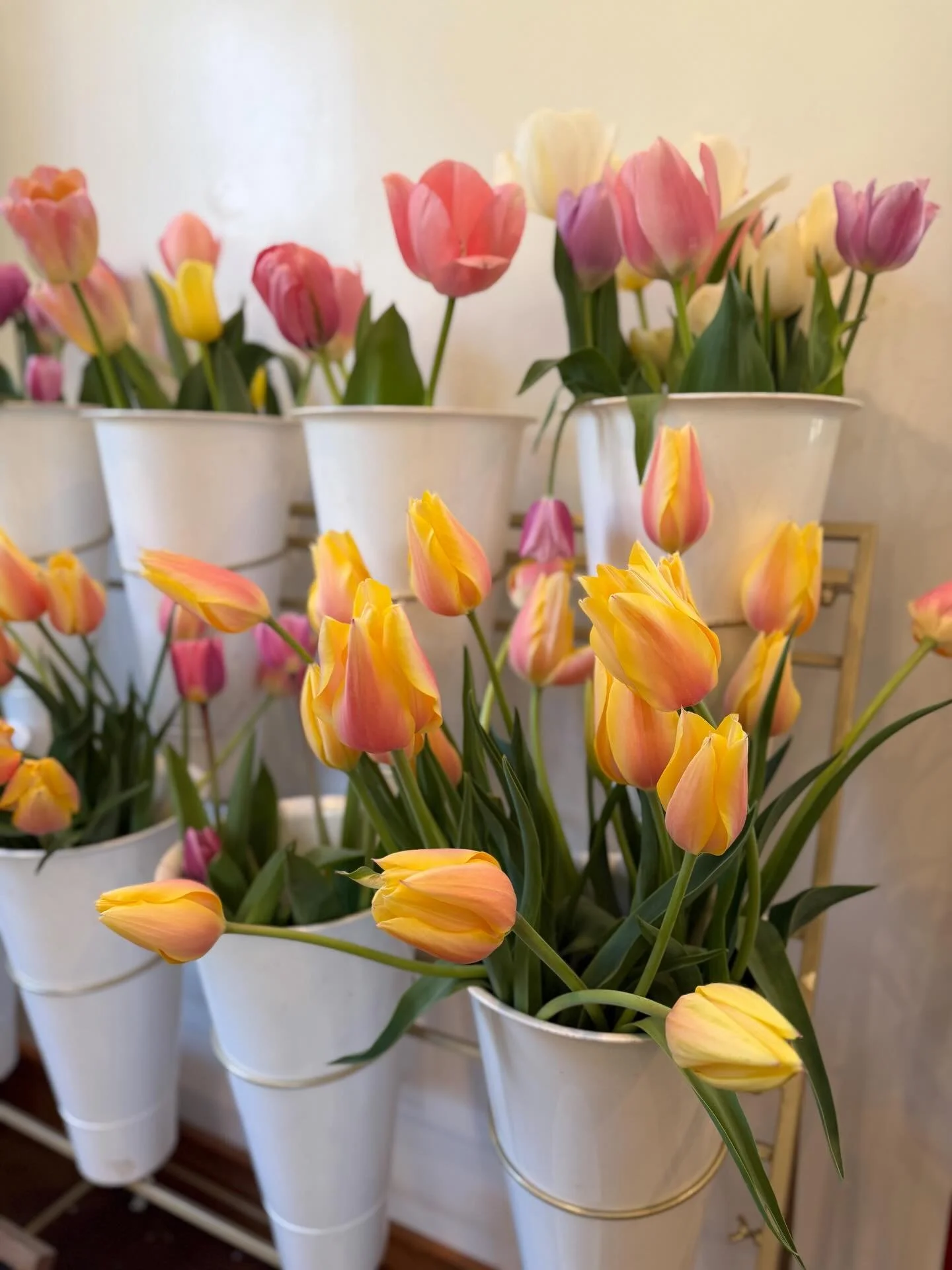 Another beautiful Saturday ☀️
Lots of new arrivals! Open til five🍀🪴💐