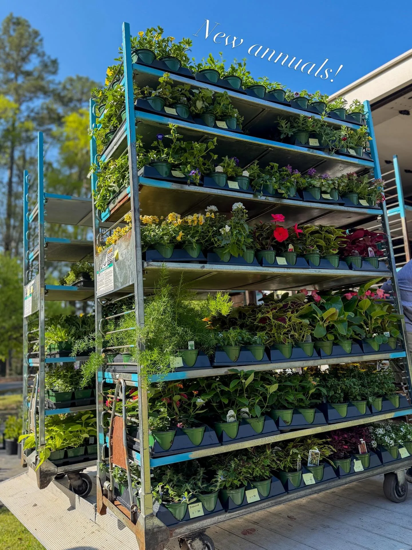 NEW ANNUALS ARE IN!!! 

Shade &amp; sun lovers, tomatoes, caladiums, bedding packs, hanging baskets, ferns &amp; so much more!  9am-5pm