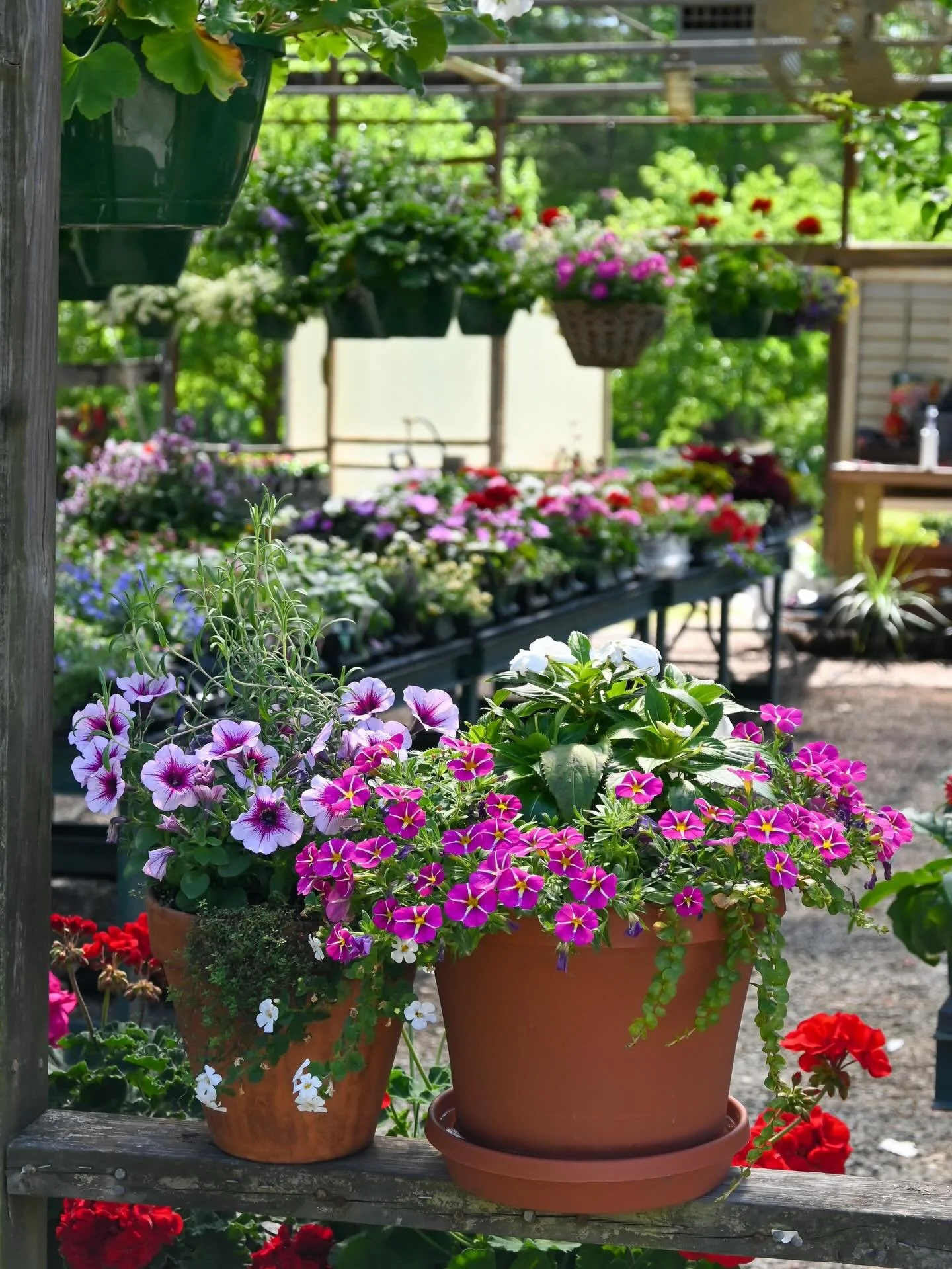Monday Blooms 🌸 🤝🤩
Open Monday-Saturday 9am-5pm 
📍 103 Wyatt Court , Greenwood SC