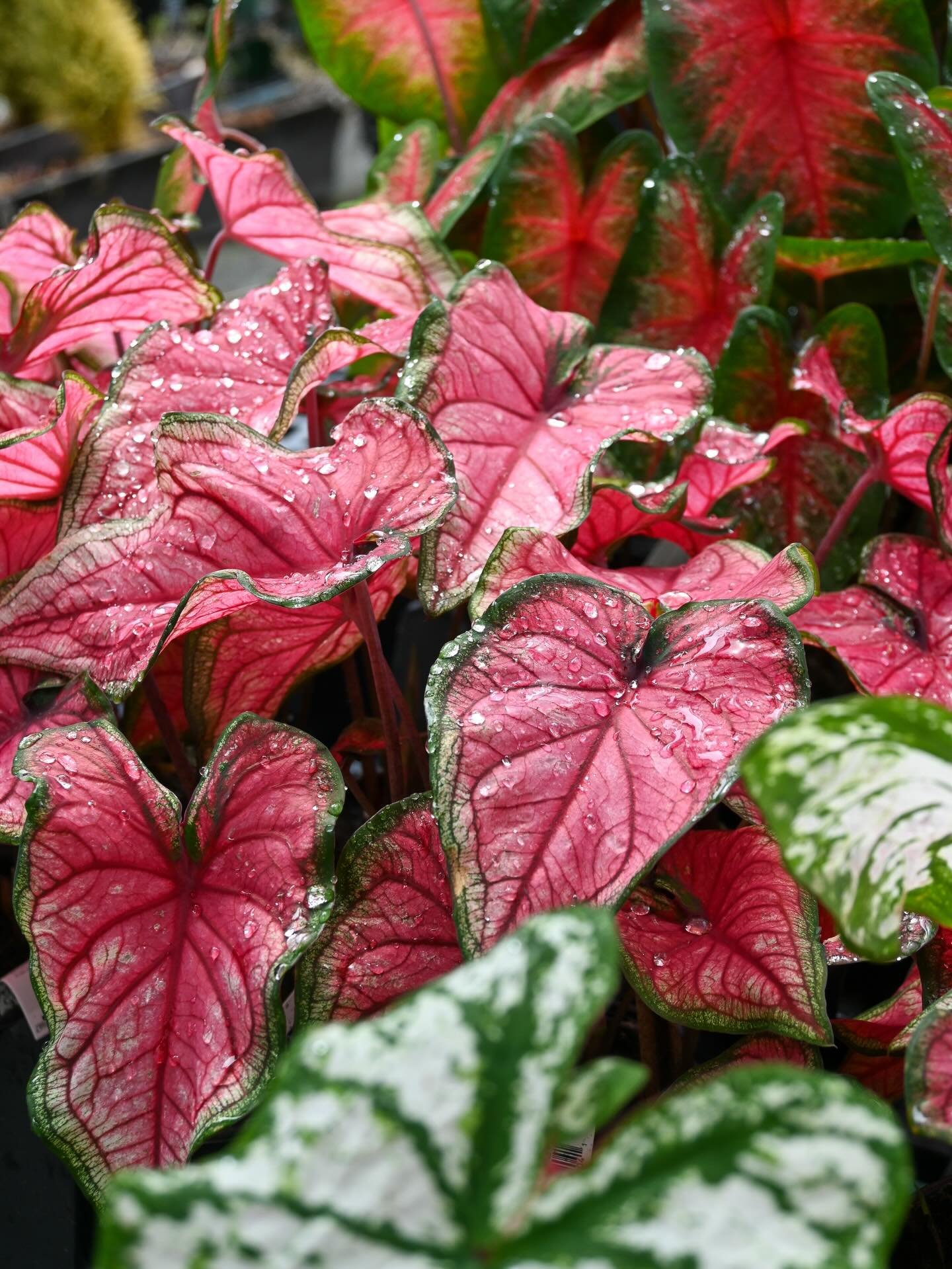 Rainy Days at the Garden Shop 😌☔️
Open Monday - Saturday 9am-5pm 
103 Wyatt Court 📍