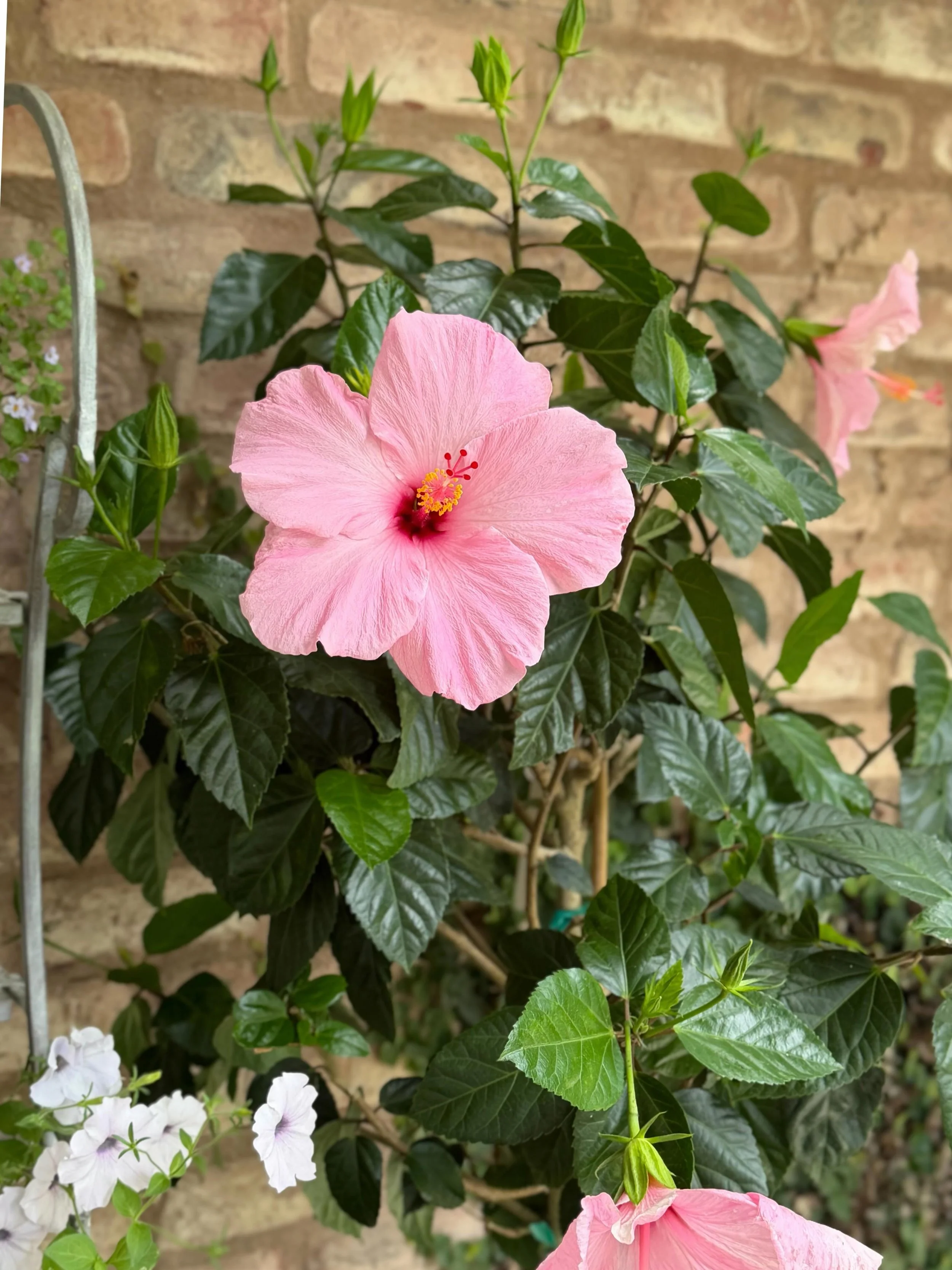 Rainy days are made for plant shopping ☔️
New tropicals just arrived in store - open 9am-5pm 🌱