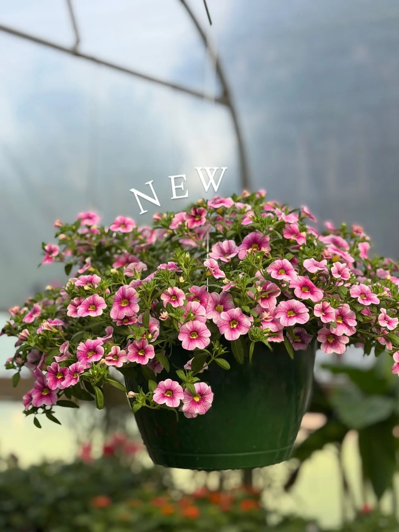 Happy Monday! Lots of new annuals are in to start your week off right ;) 
Come see us - Monday - Saturday 9am-5pm
🌺🌷🌻🌼