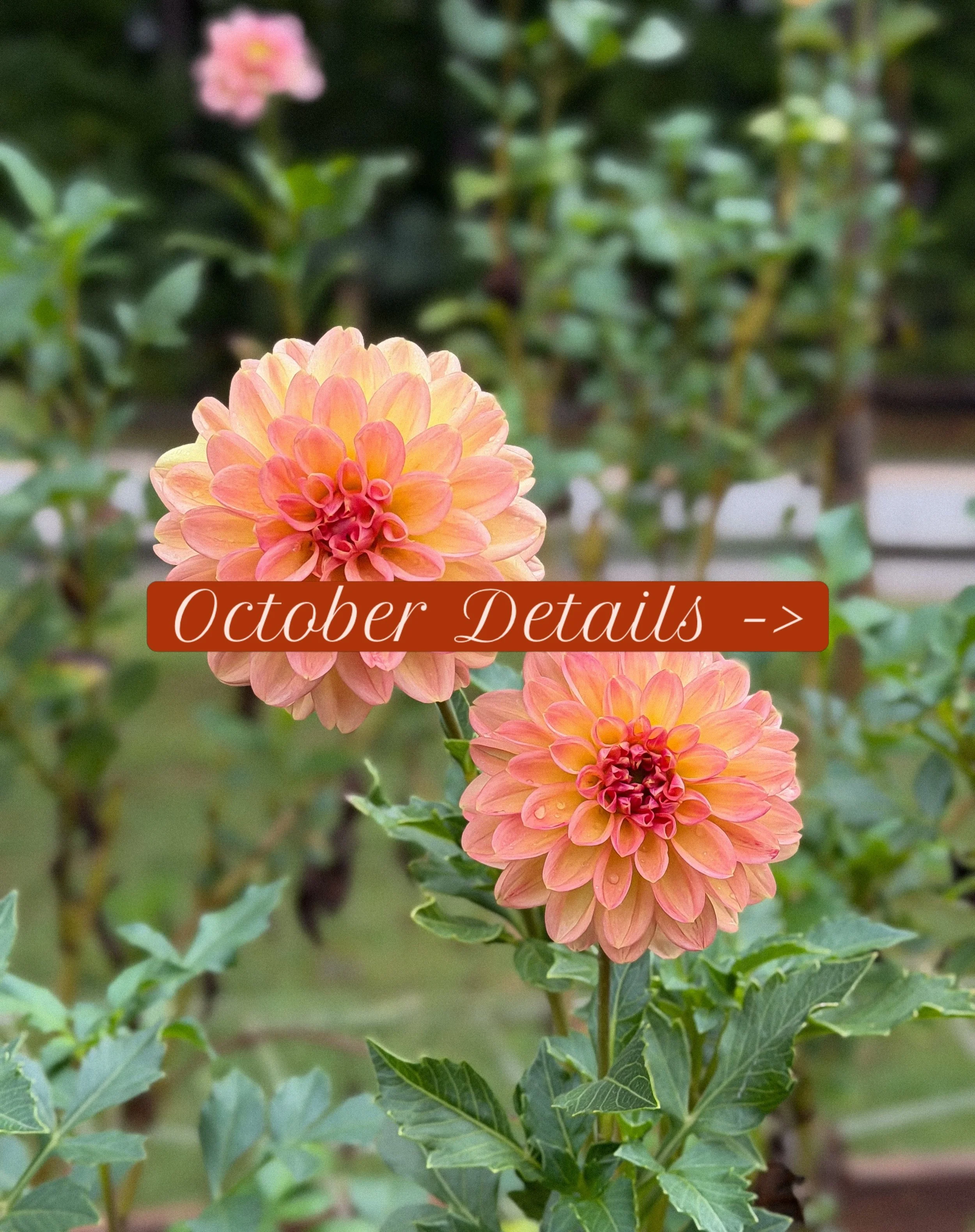 Lots of fun things happening in October! 
⬇️⬇️⬇️

&bull; @soma.rise.co  will be teaching classes in our center garden- schedule is above - more details on her website ! Sign up through her link in our bio or her Instagram bio @soma.rise.co ! $5 a cla