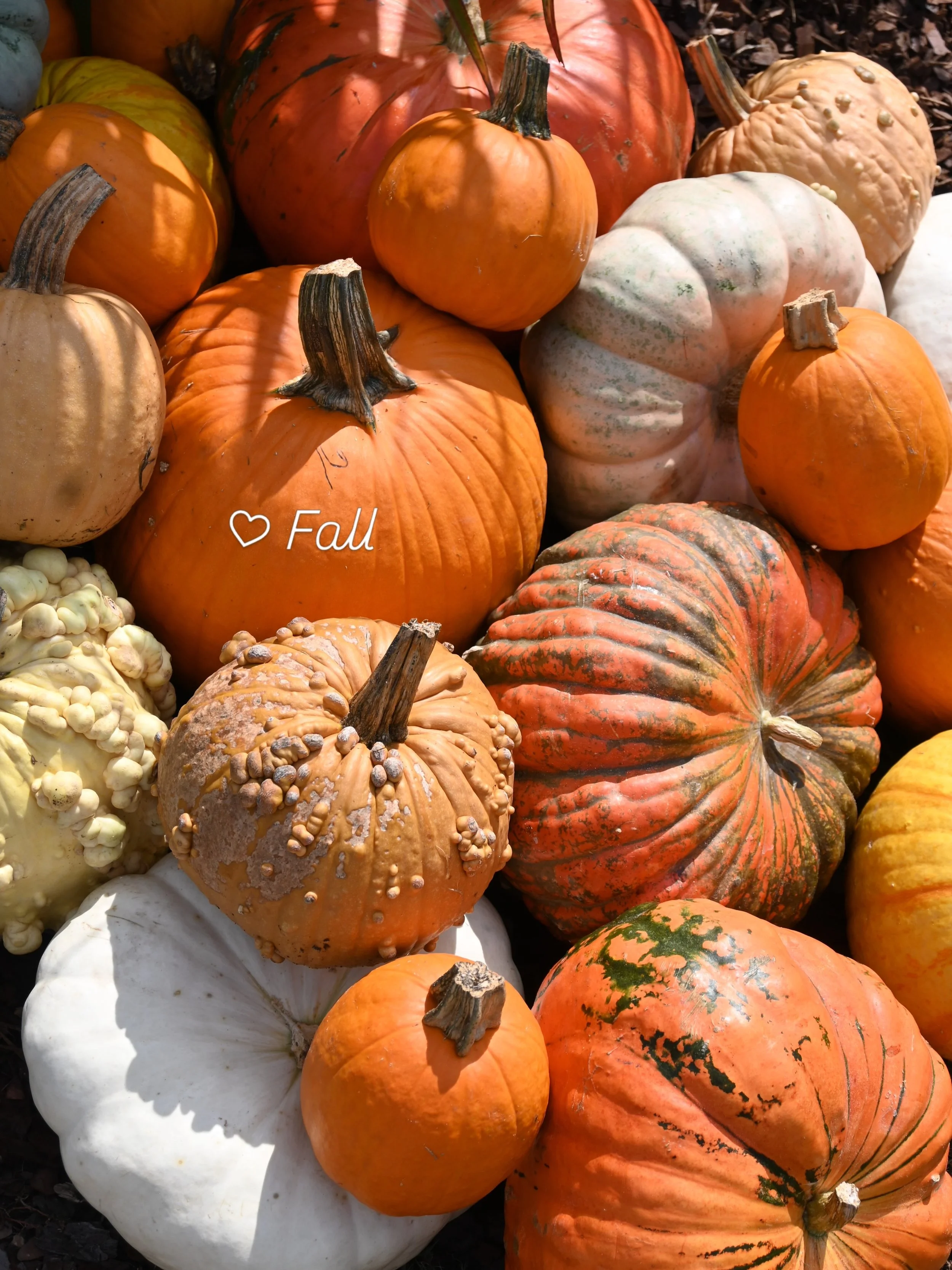We 💛 Fall 
Pumpkins, mums, cornstalks, haybales &amp; more in stock 🎃!!!