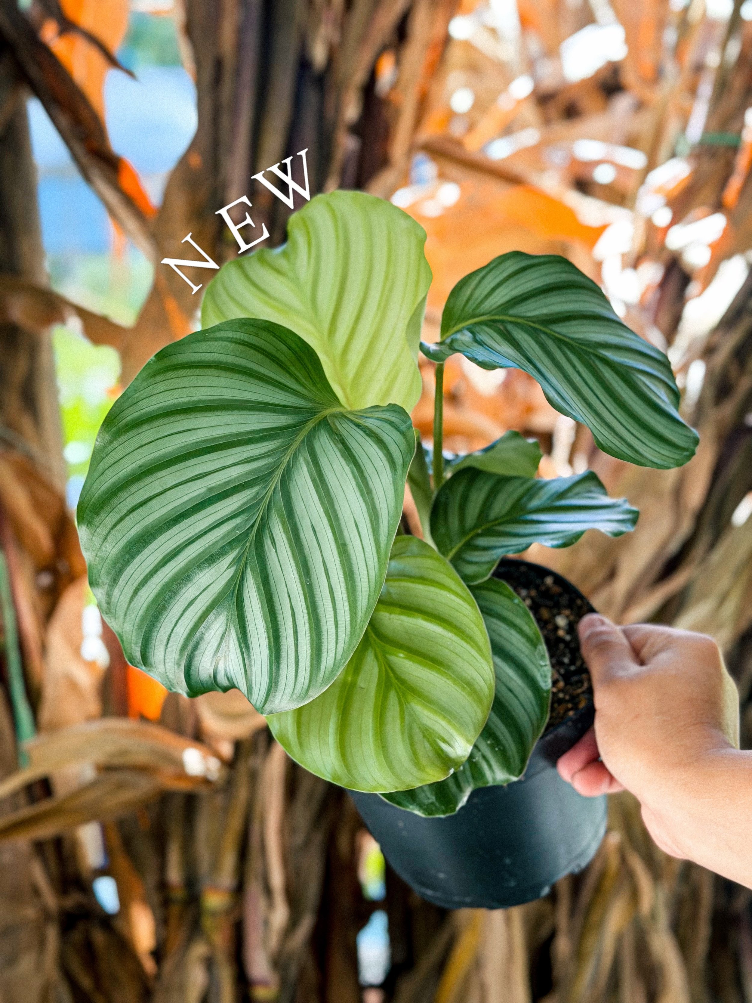 Happy Monday ✨
Fun new houseplants in store 🪴
M-Sat- 9am-5pm
