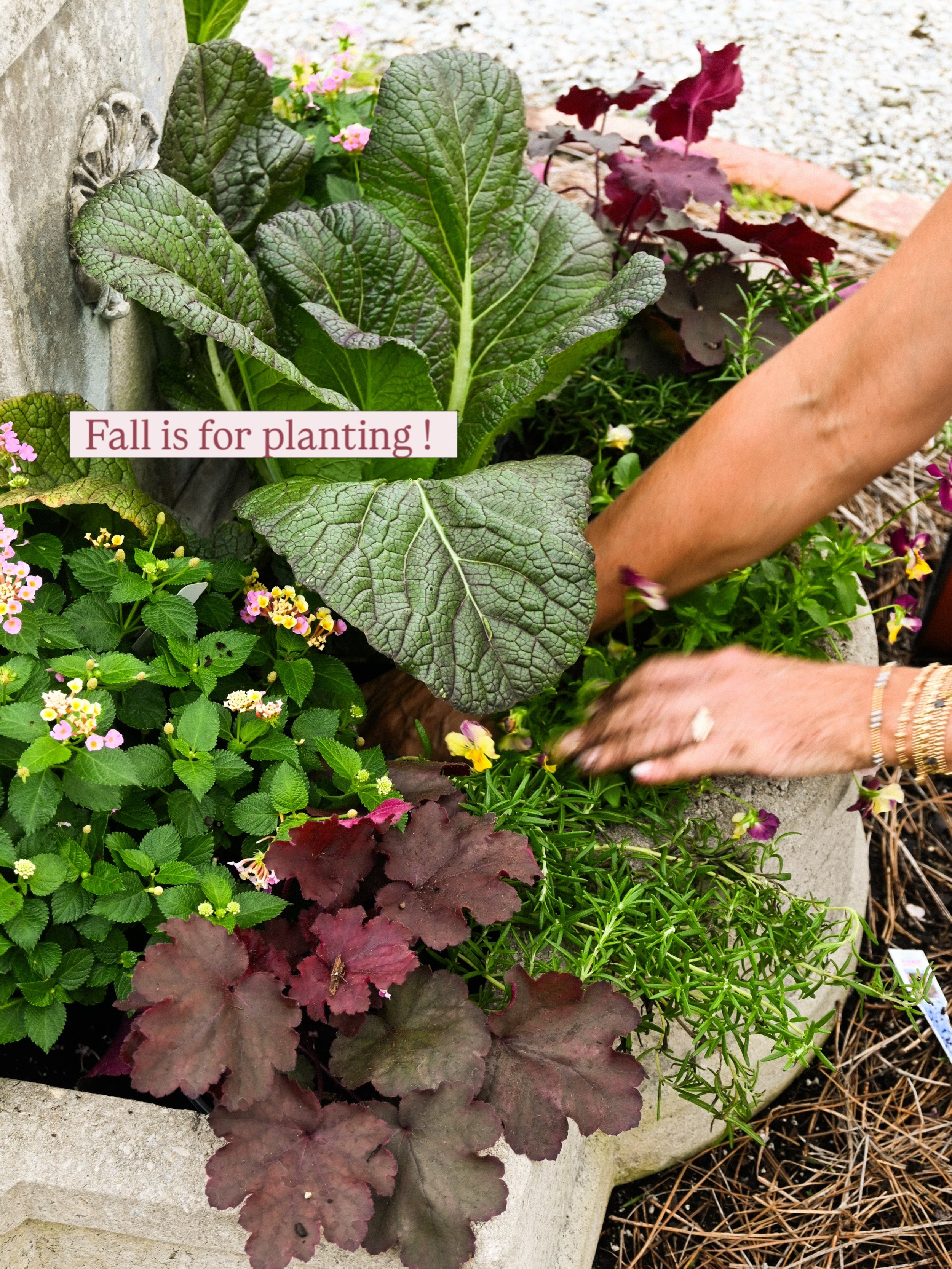 Happy Official First Day of Fall!!!! 🍂🍁🙌
Fall is for planting :-) 
Open 9am-5pm Monday - Saturday