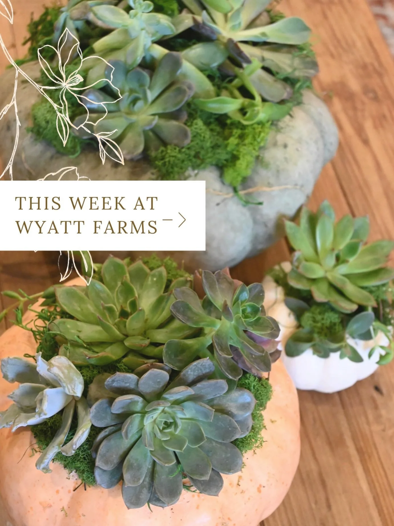 A good week ahead &amp; good weather 🤝🙂&zwj;&harr;️💐

⬇️⬇️⬇️
@soma.rise.co Pilates &amp; Yoga in Center Garden
Tuesday - 
10:30 Pilates &amp; 4pm Yoga
Friday - 
10:30 Pilates &amp; 4pm Yoga
$5 a class - pay in her bio or in person

Friday &amp; Sa