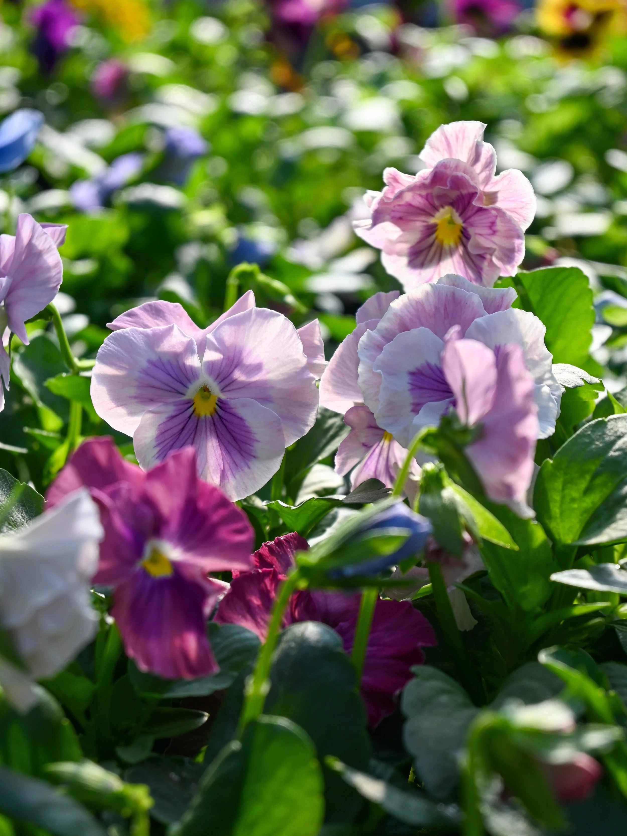 Pumpkins for your porch and pansies for your pots! 🎃🌸 Come shop with us! Open 9am-50
 
New arrivals weekly ;-)