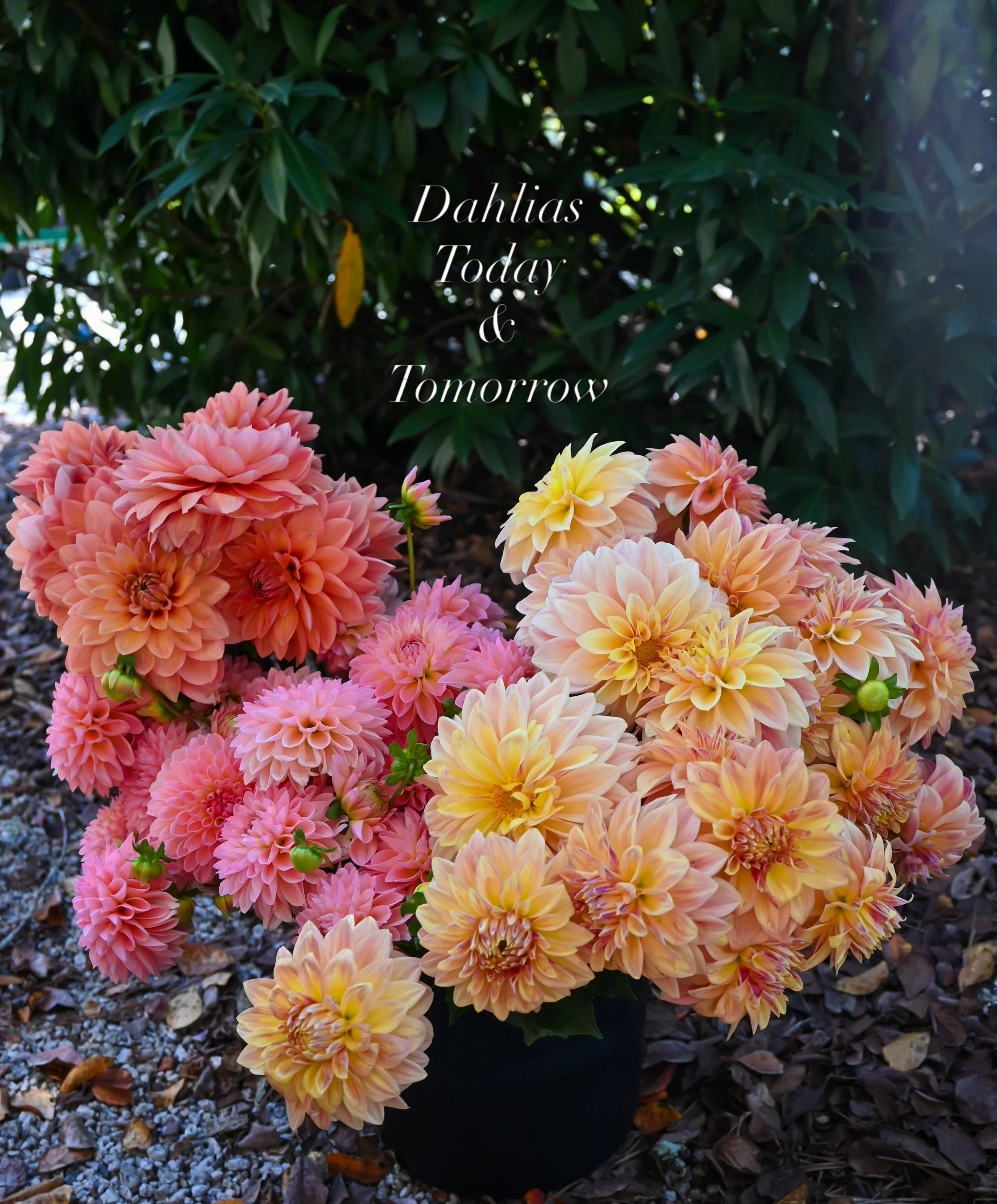 Dahlias by them stem + arrangements available today and tomorrow while supplies last . 
9am-5pm Monday - Saturday 

The Garden Shop at Wyatt Farms 🌱