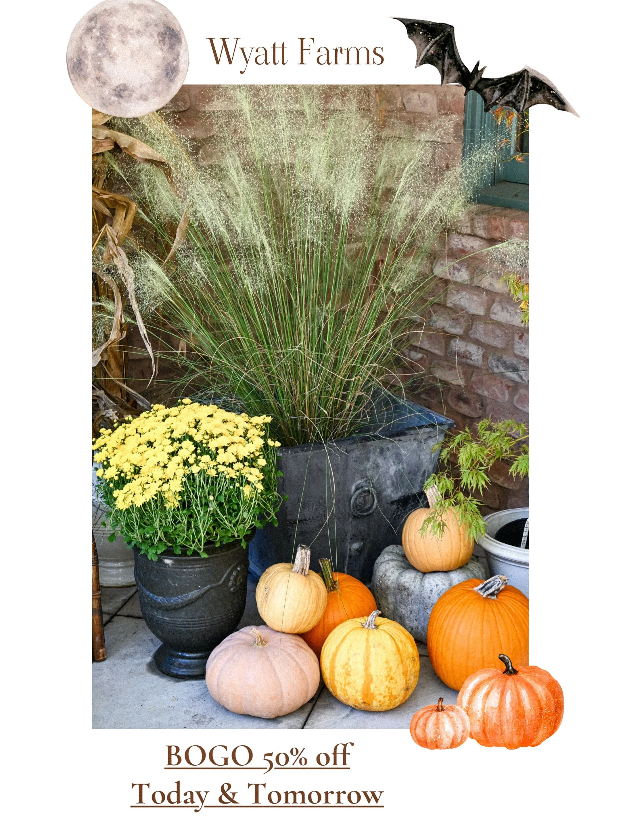 SAVINGS TODAY AND TOMORROW !!!👻✨🎃
Buy one get one 50% off - 

Pumpkins 
Pansy | Viola | Snapdragon flats 
Gameday &amp; Fall Gifts (can mix and match - buy one get one of equal or lesser value) 

9am-5pm 👻