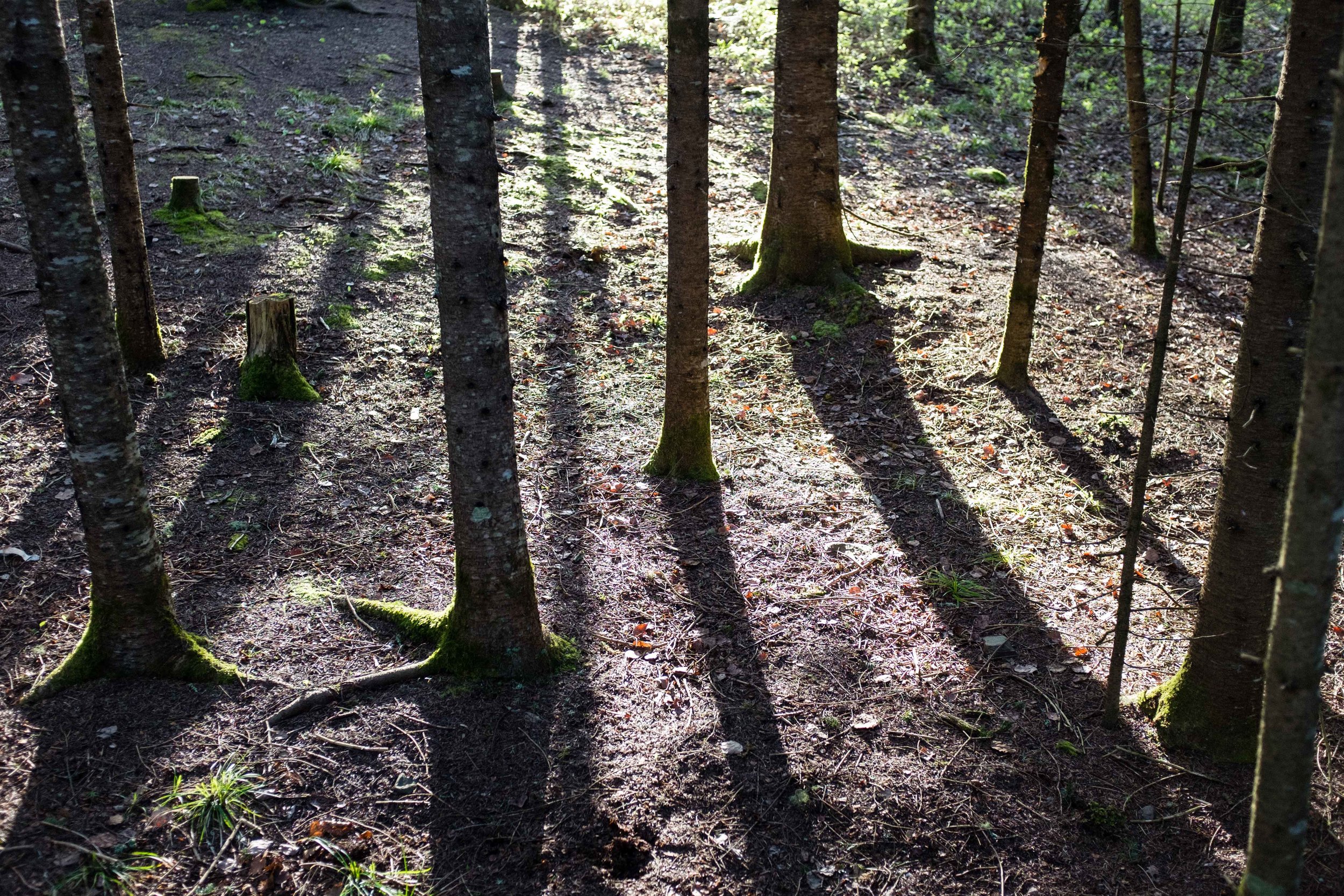 Morning light