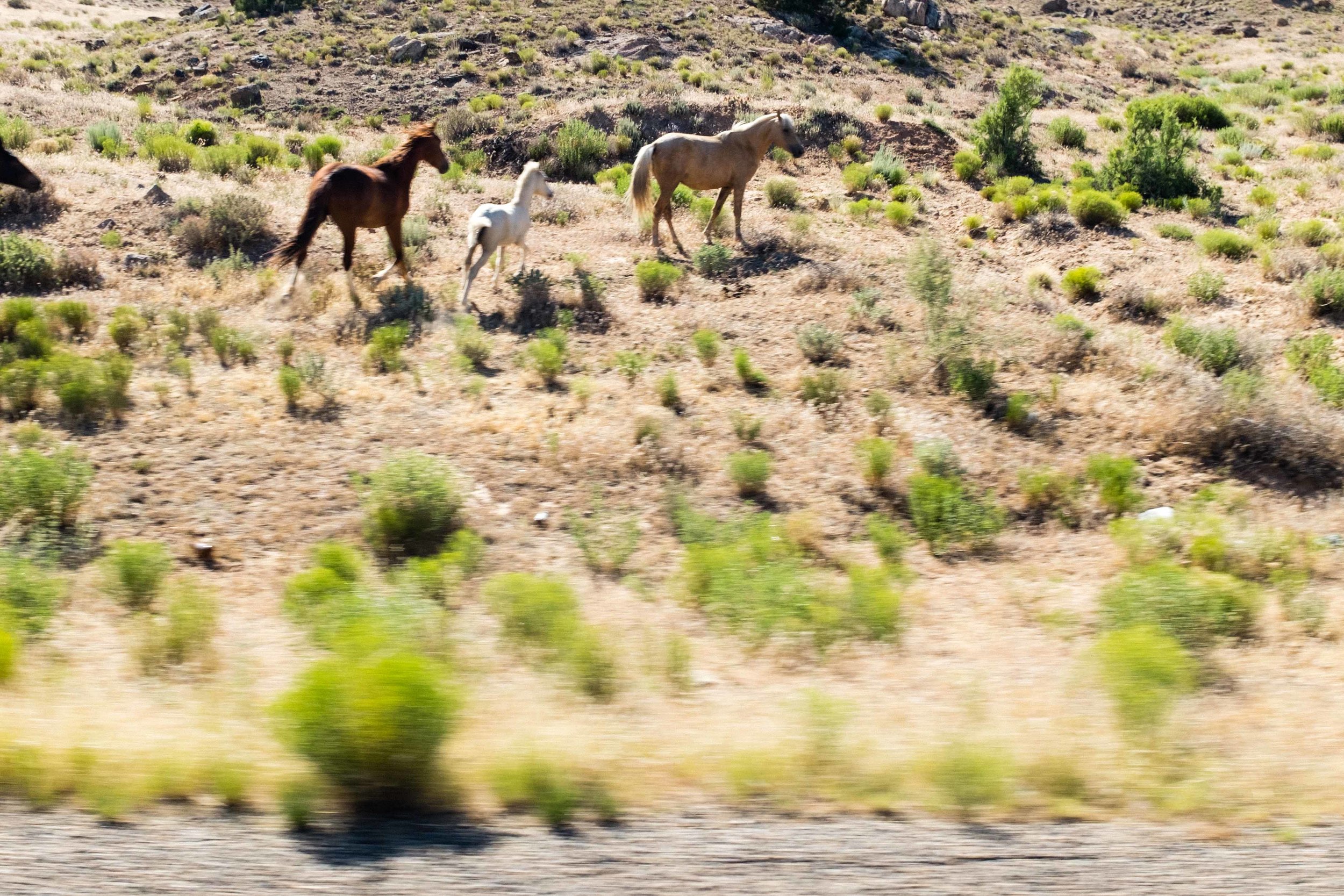 Horses. Being swift and beautiful in the desert.