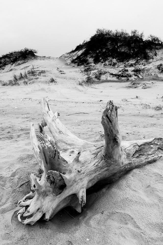 2016_06_02_Fire_Island_IR-26.jpg