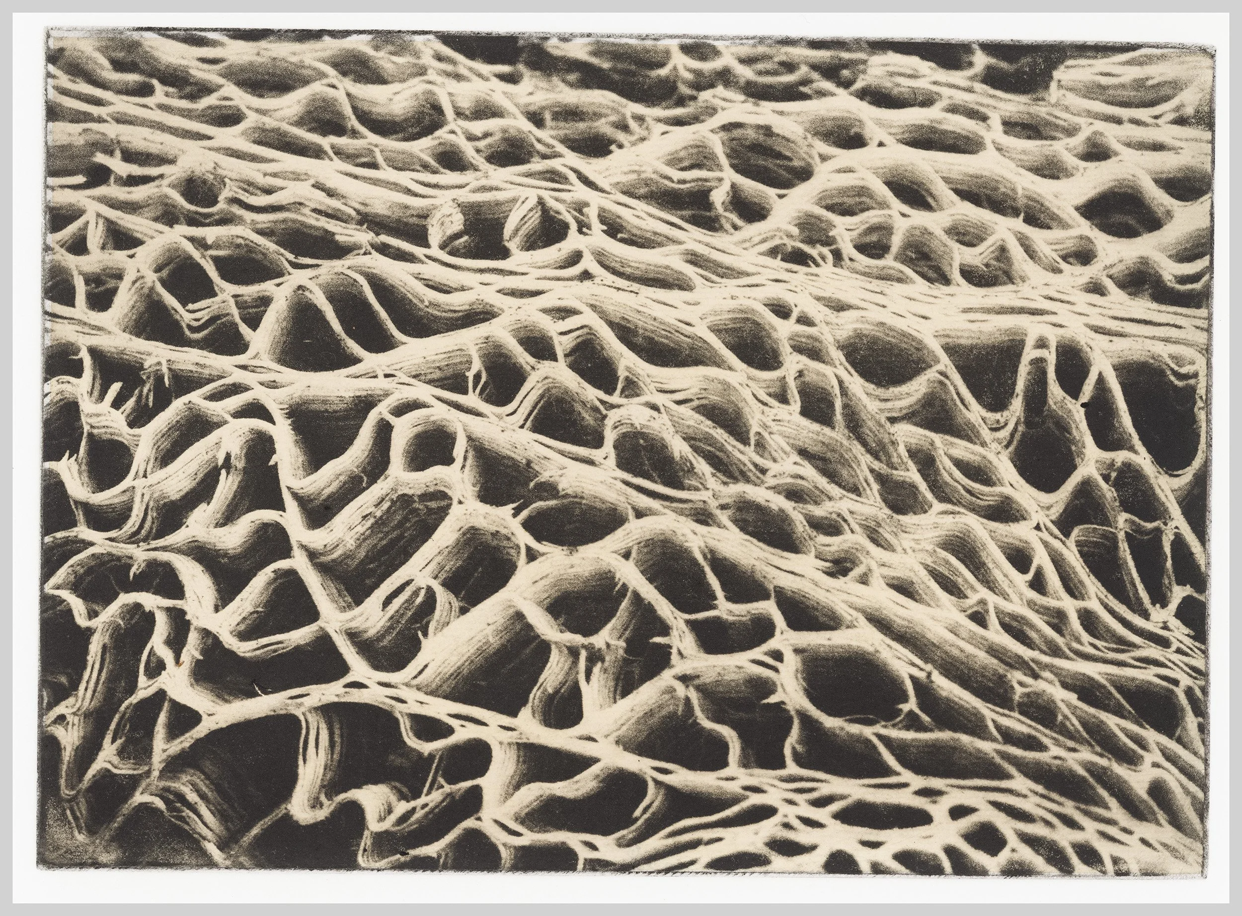 2026-04-18-0004-cactus.jpg