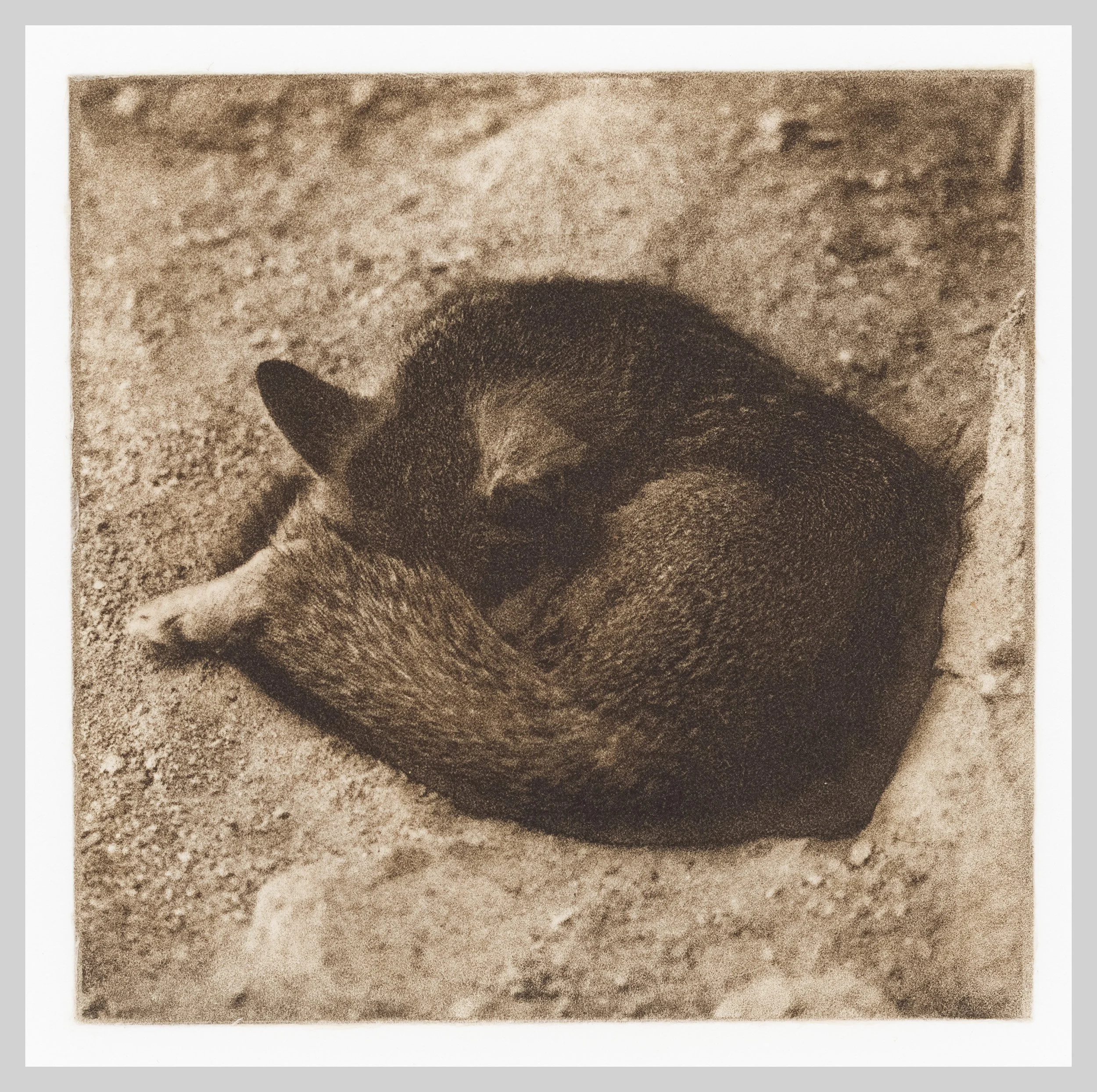 2026-04-16-0003-desert-fox.jpg