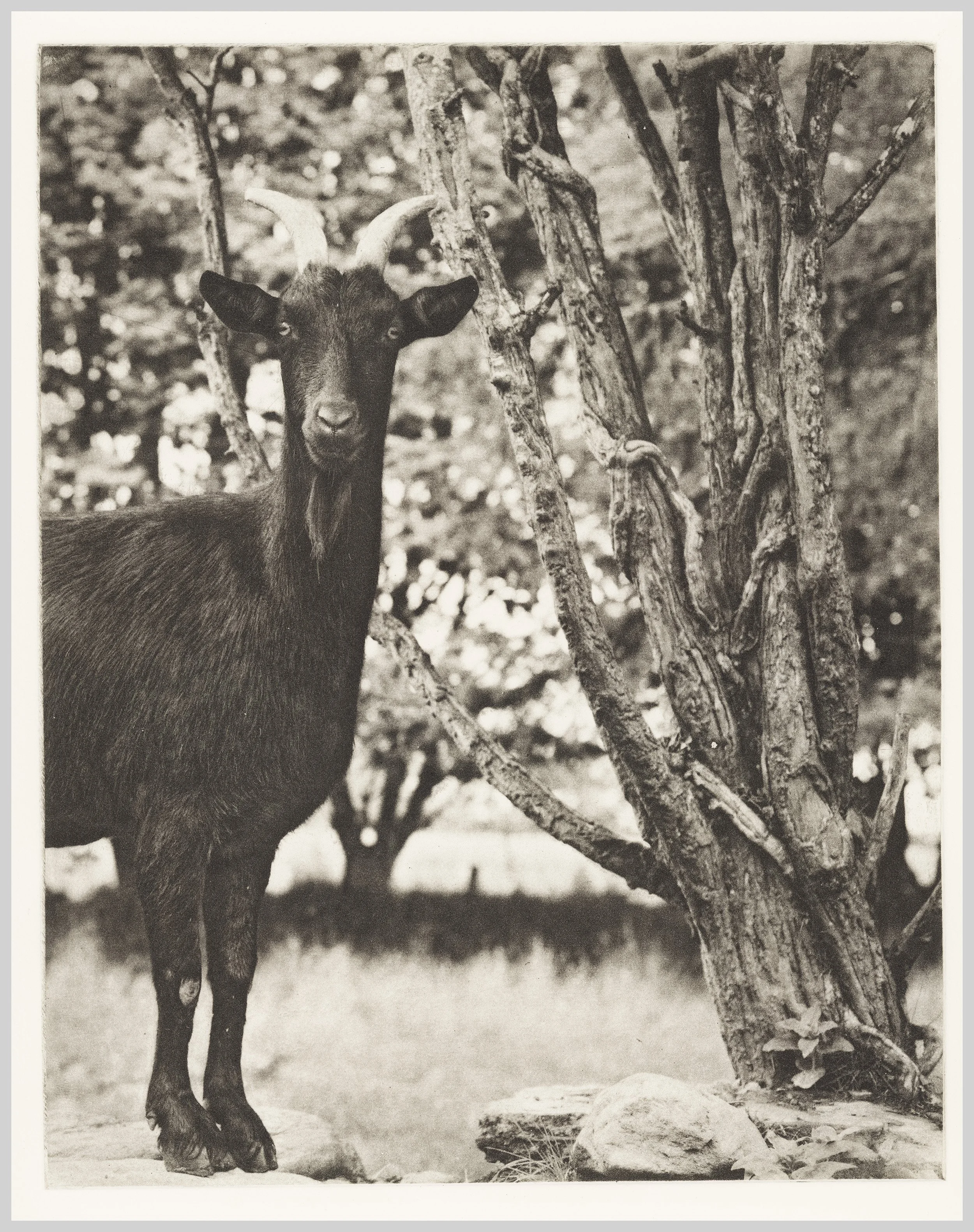 2026-04-16-0005-goat.jpg