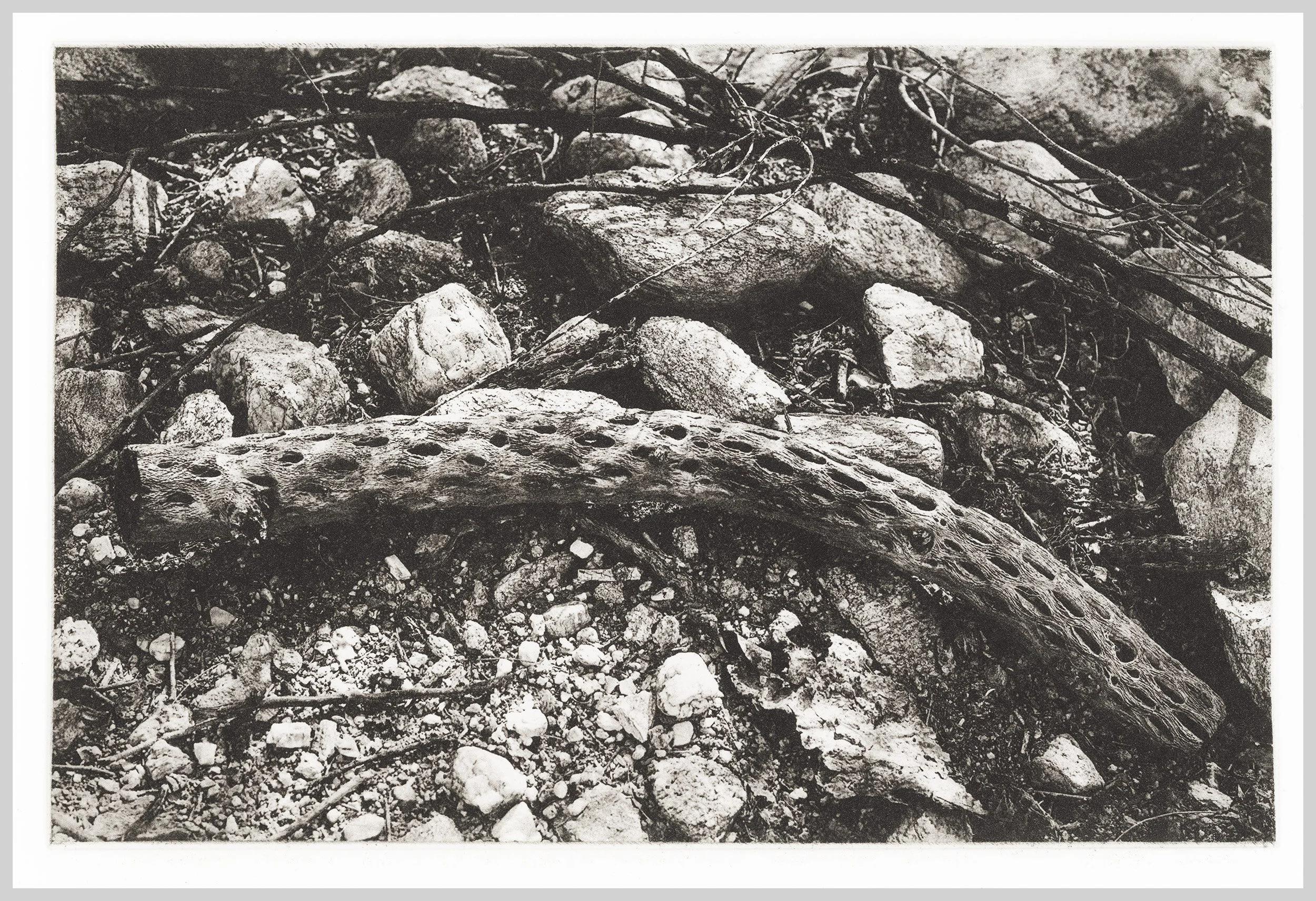 2026-04-16-0006-bones.jpg
